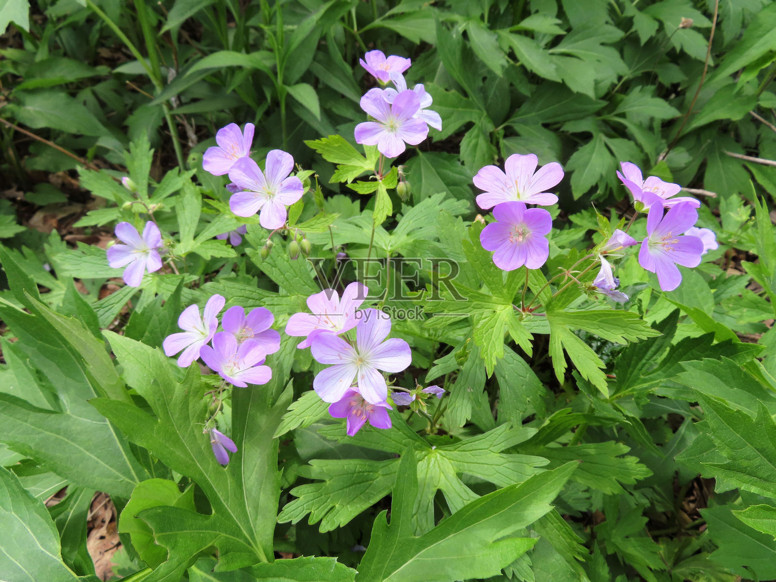 野生天竺葵照片摄影图片
