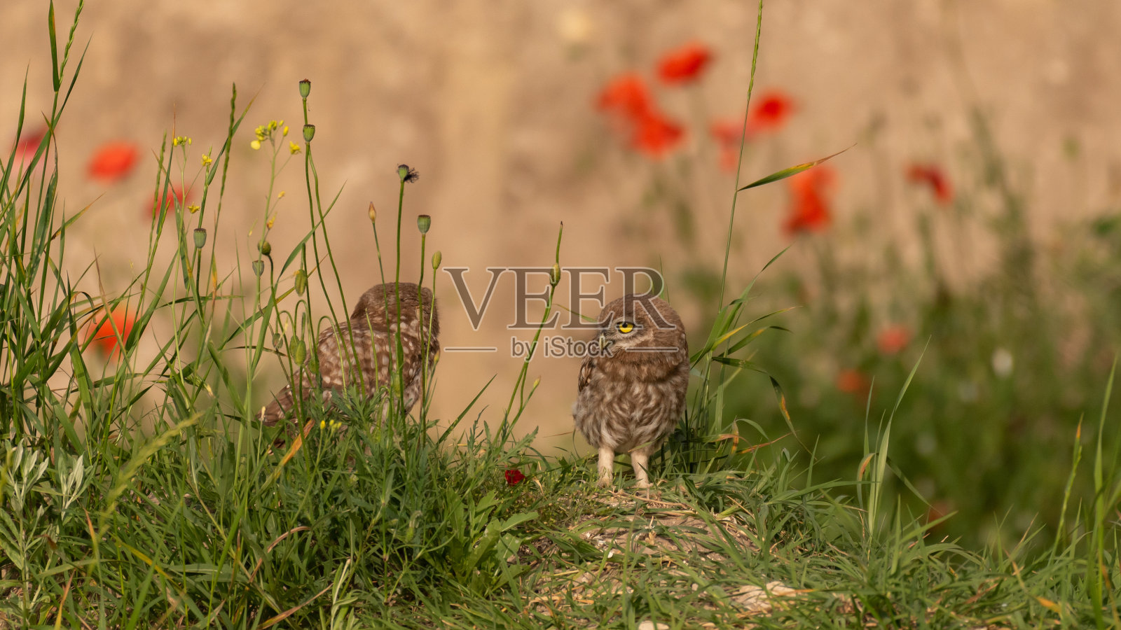 两只小猫头鹰雅典娜诺图亚站在草地上照片摄影图片