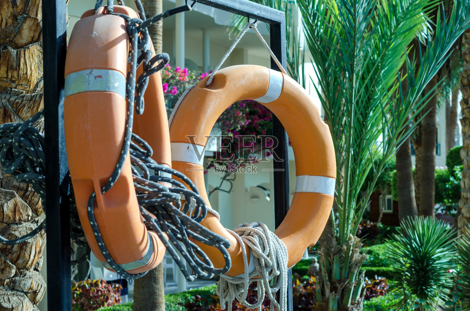 埃及棕榈树间的救生圈照片摄影图片