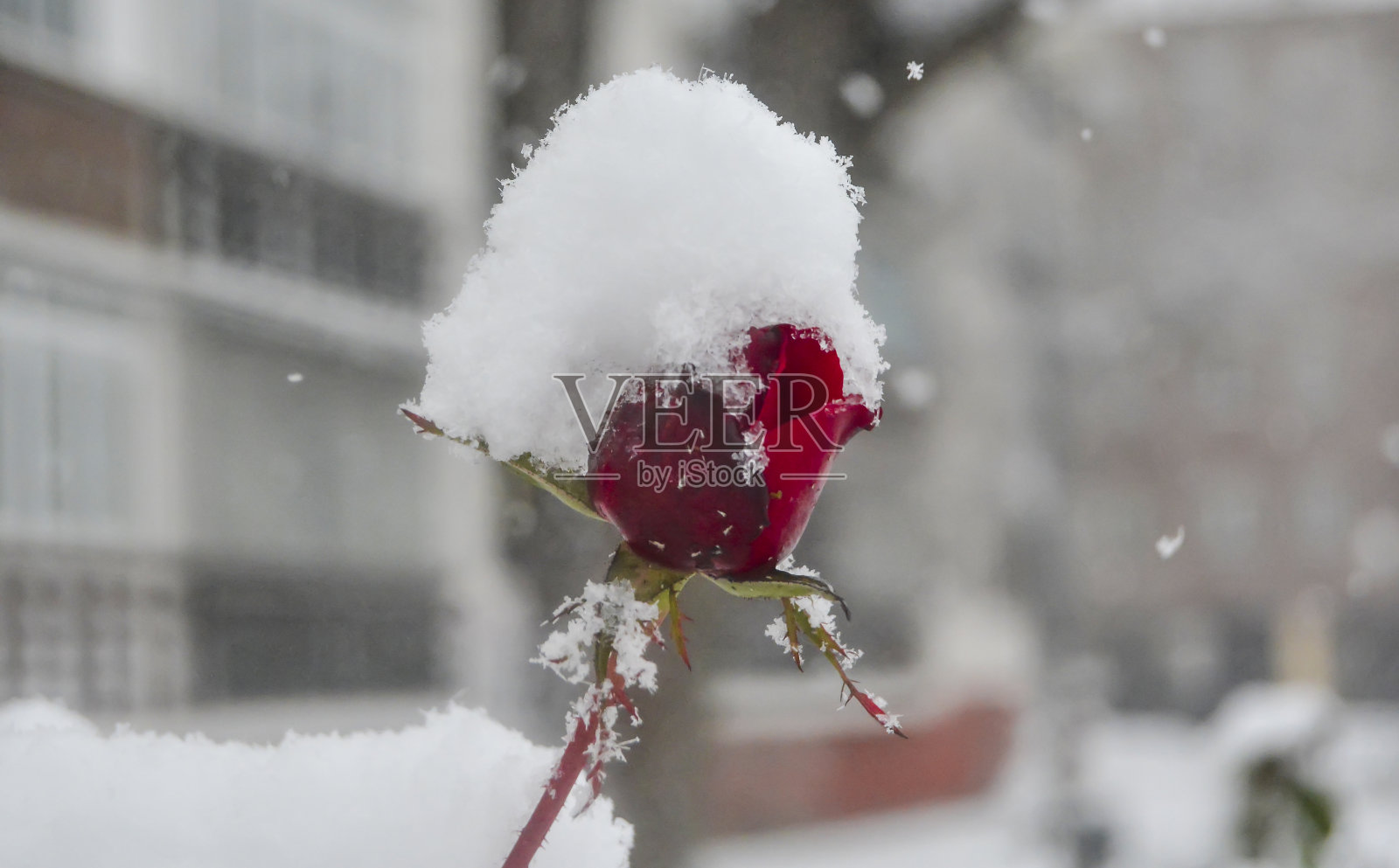 红玫瑰般的花在雪下滴着水珠照片摄影图片