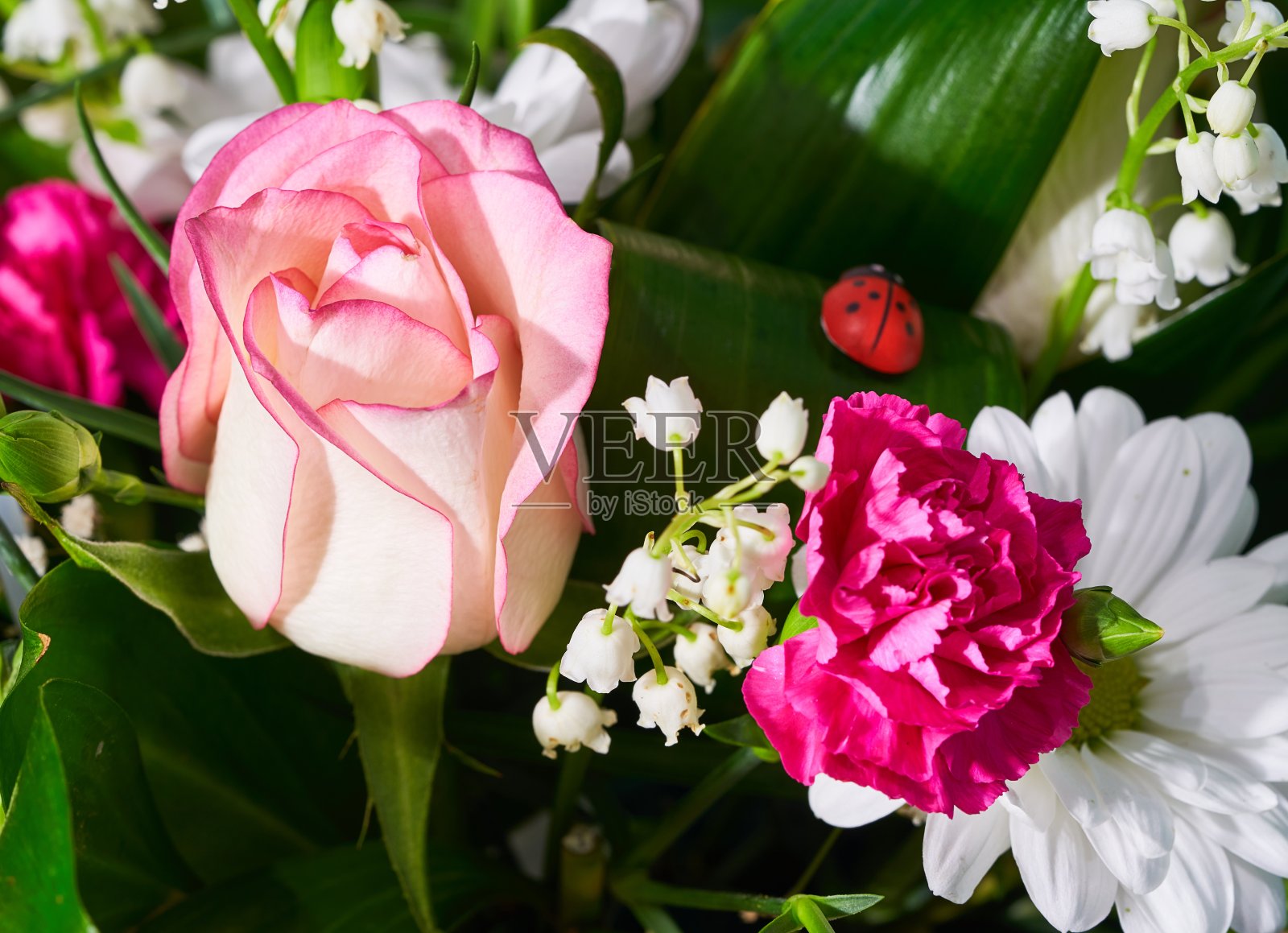 生长在白色背景上的玫瑰花照片摄影图片