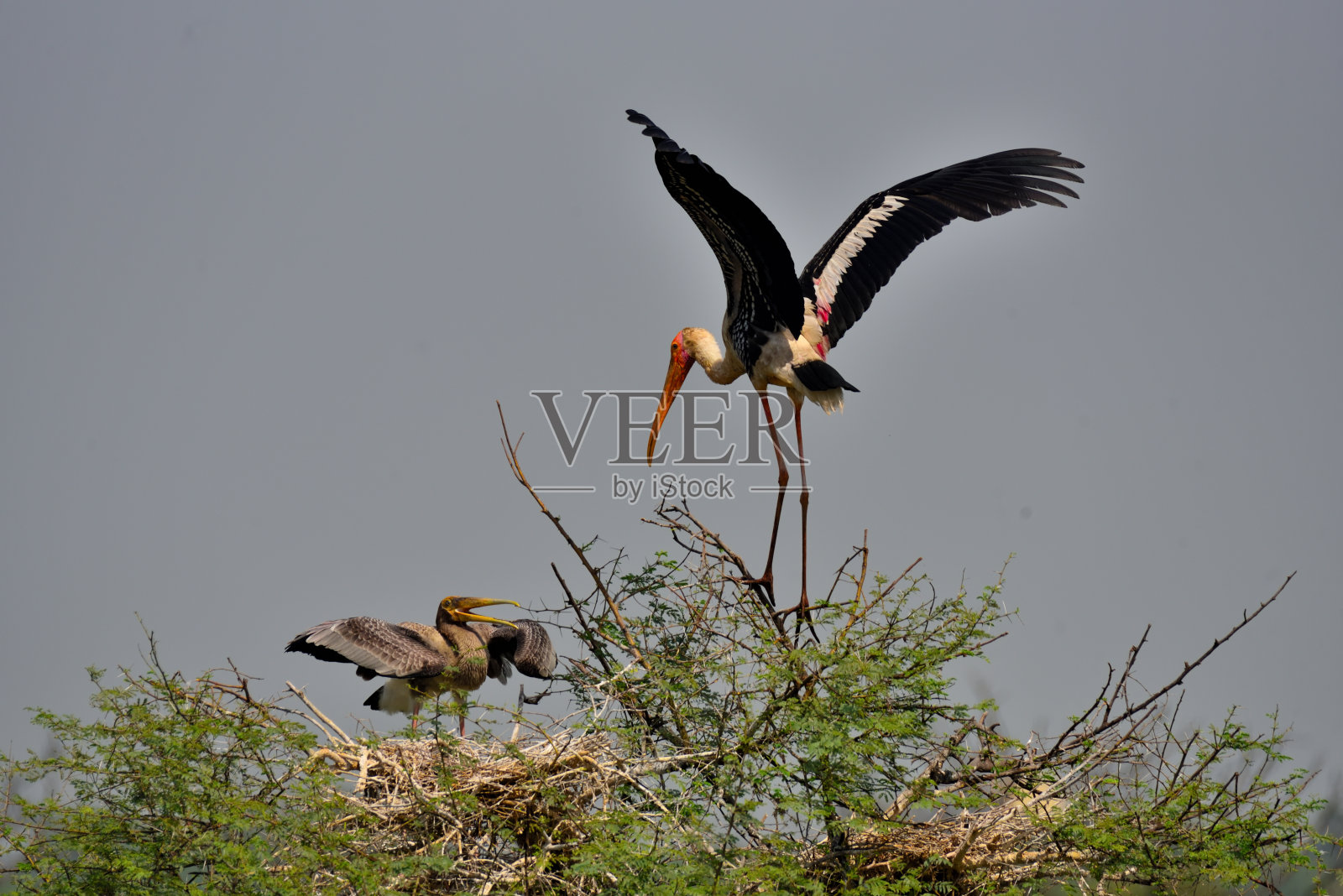 画鹳照片摄影图片