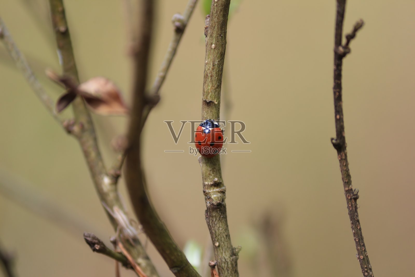 在春天的森林里，一只背上有黑色斑点的红色瓢虫正沿着灌木的树枝爬行。照片摄影图片