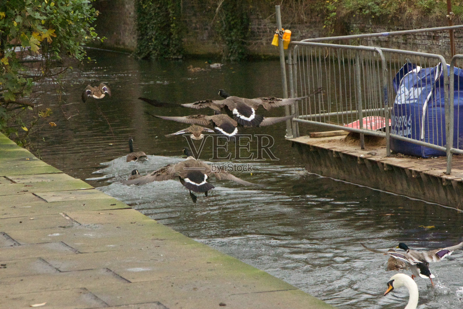鹅在河水中冷却照片摄影图片