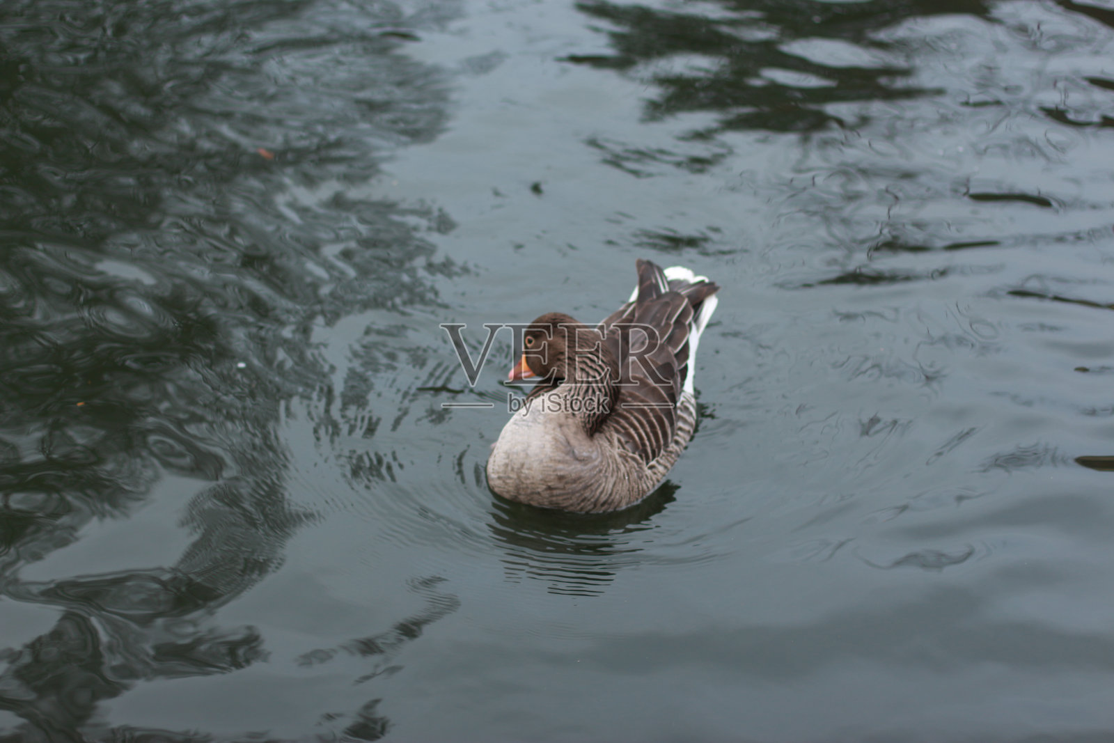 鹅在河水中冷却照片摄影图片