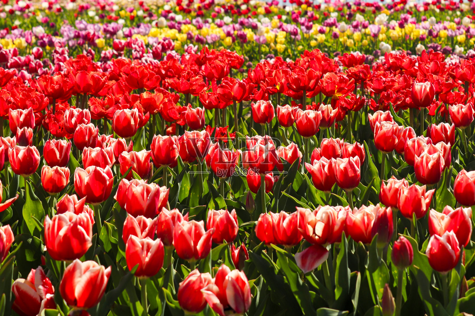 郁金香地里开着许多美丽的花。春天,大自然。花的背景。完整的框架照片摄影图片