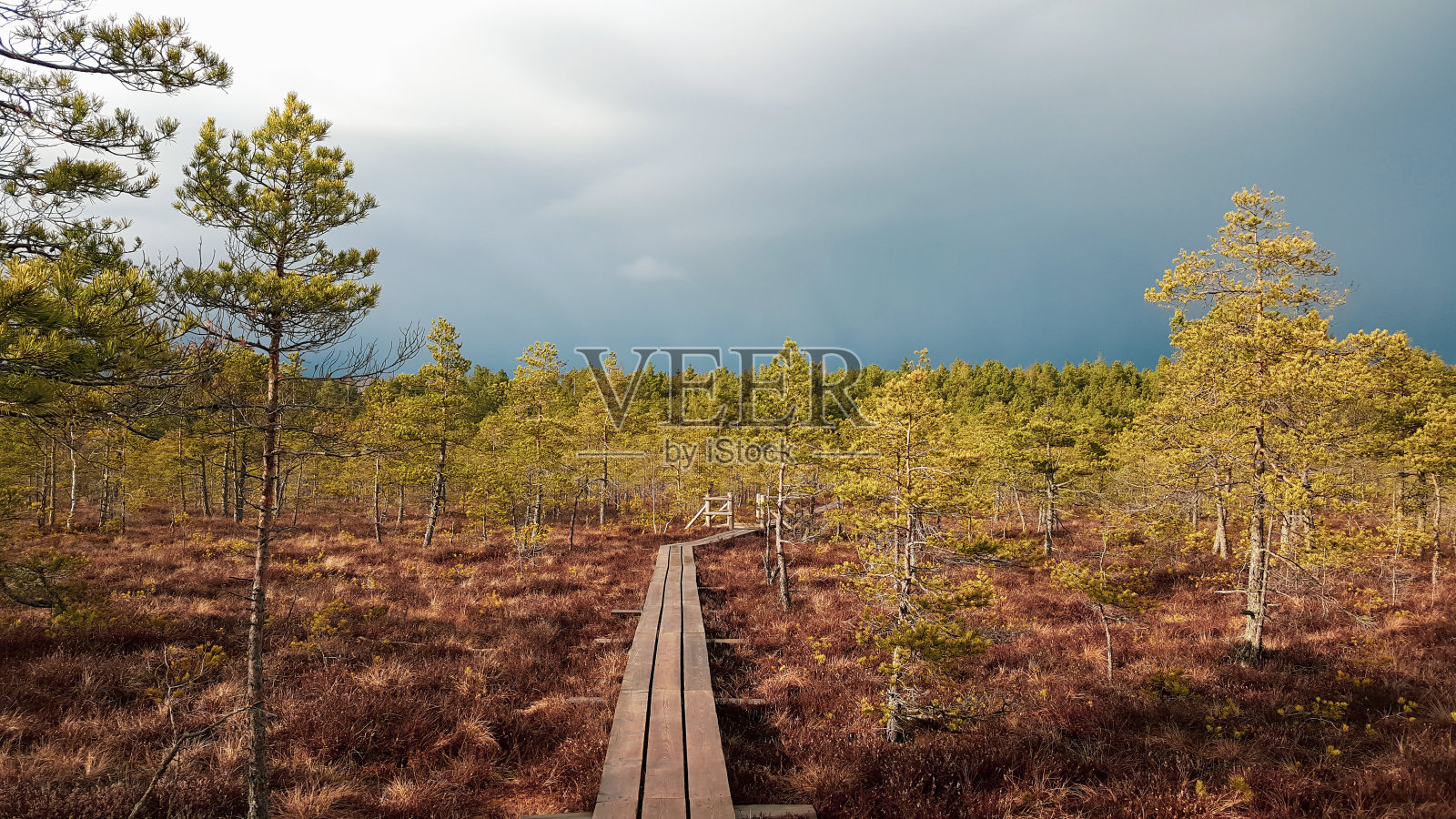 在国家公园的沼泽地区的木板路。照片摄影图片