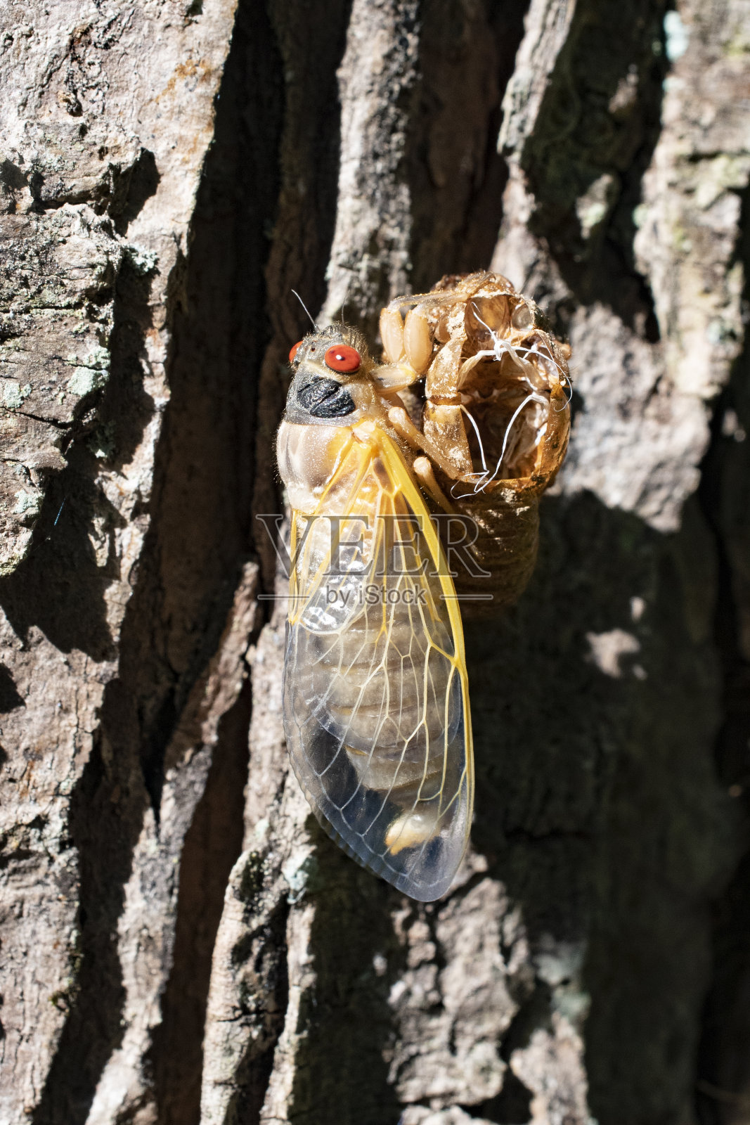 幼蝉最近从外骨骼中钻了出来照片摄影图片