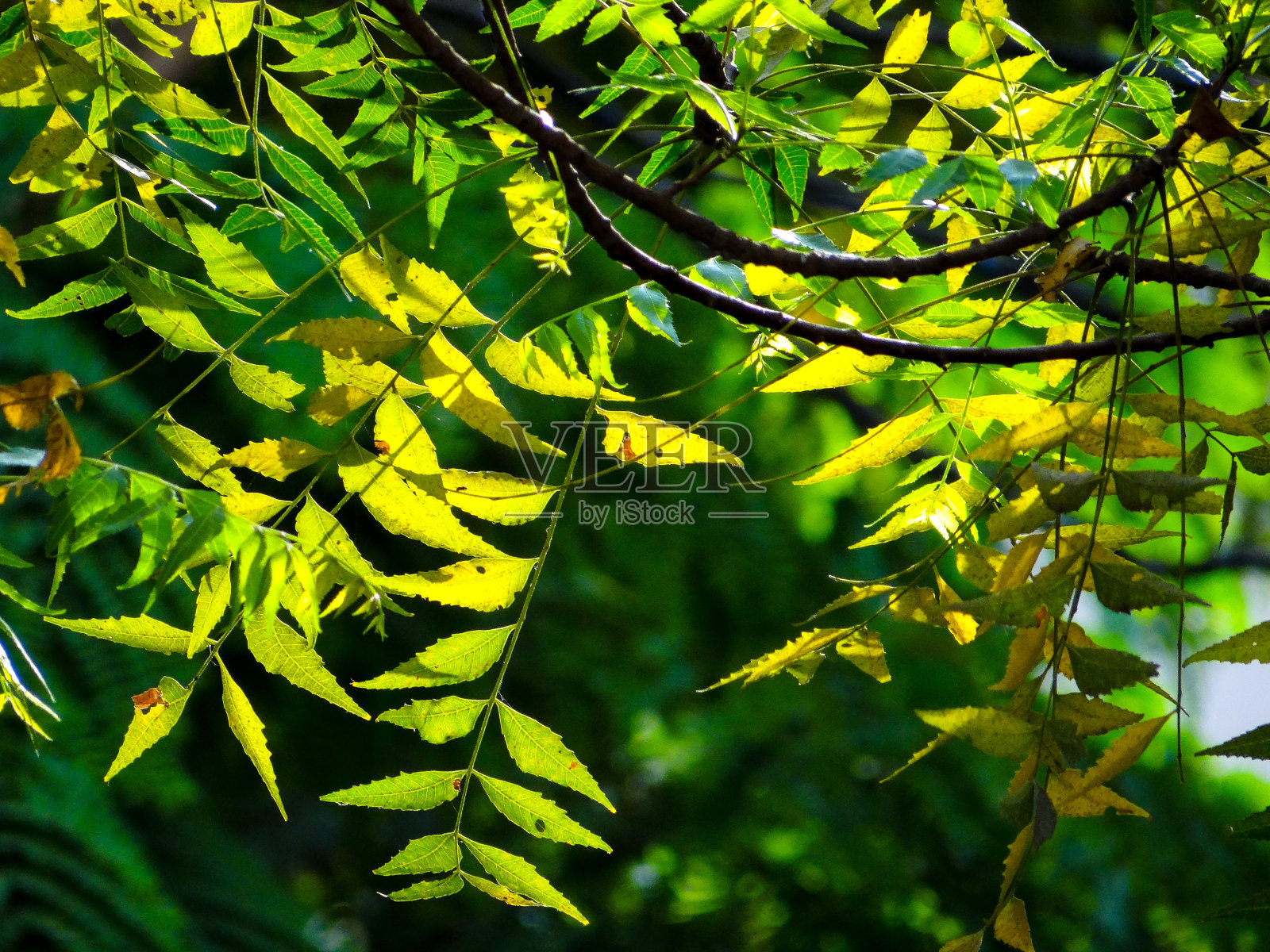 绿树成荫照片摄影图片
