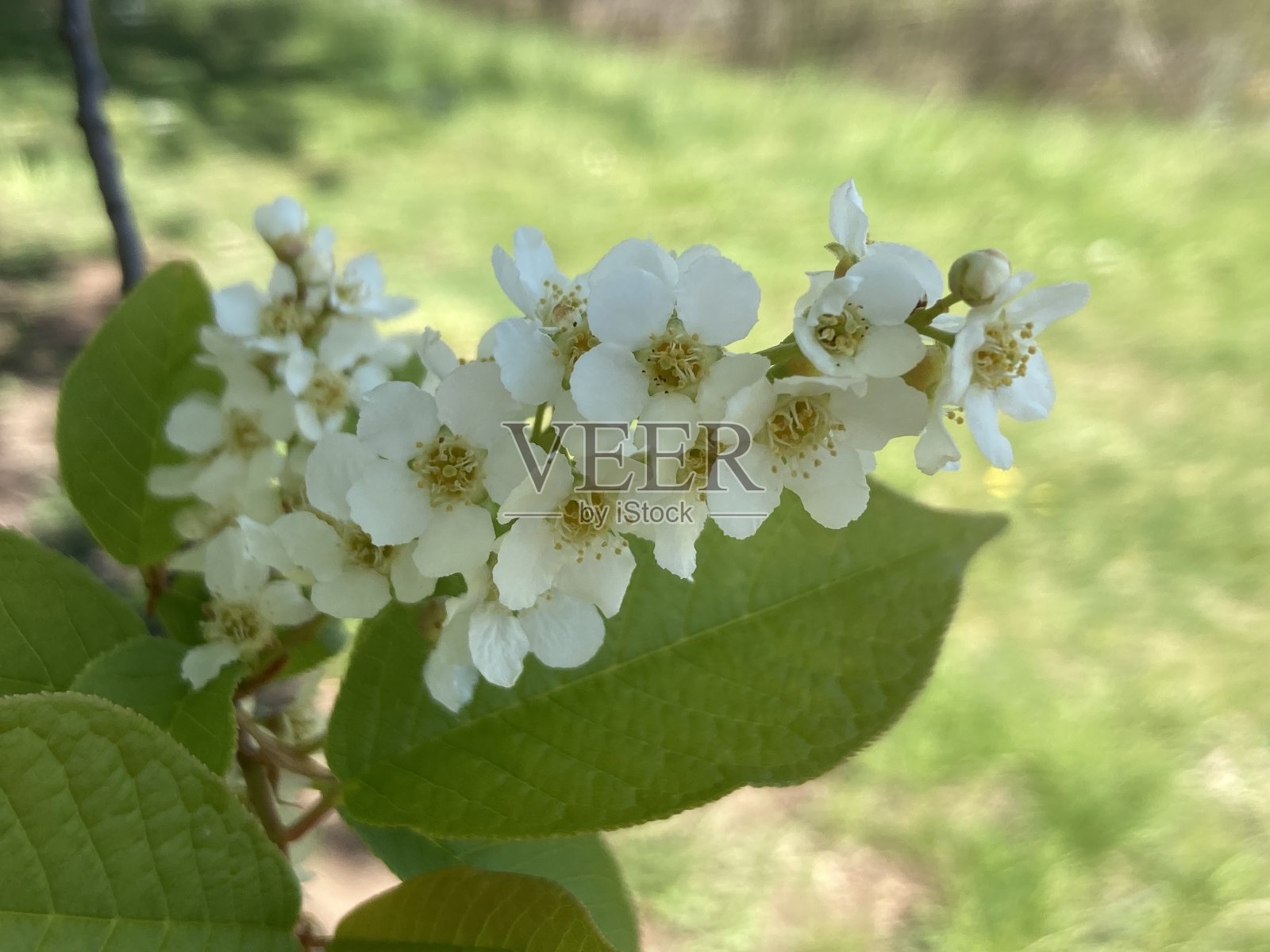 森林中的树木照片摄影图片