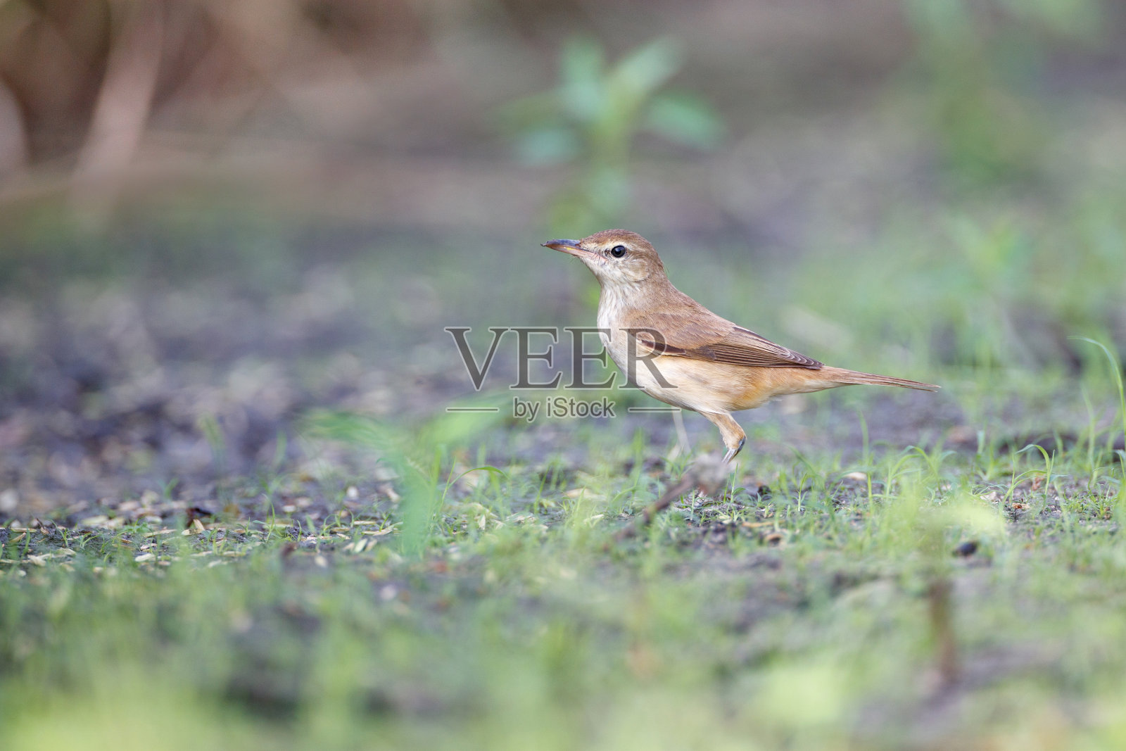 成年东方苇莺照片摄影图片