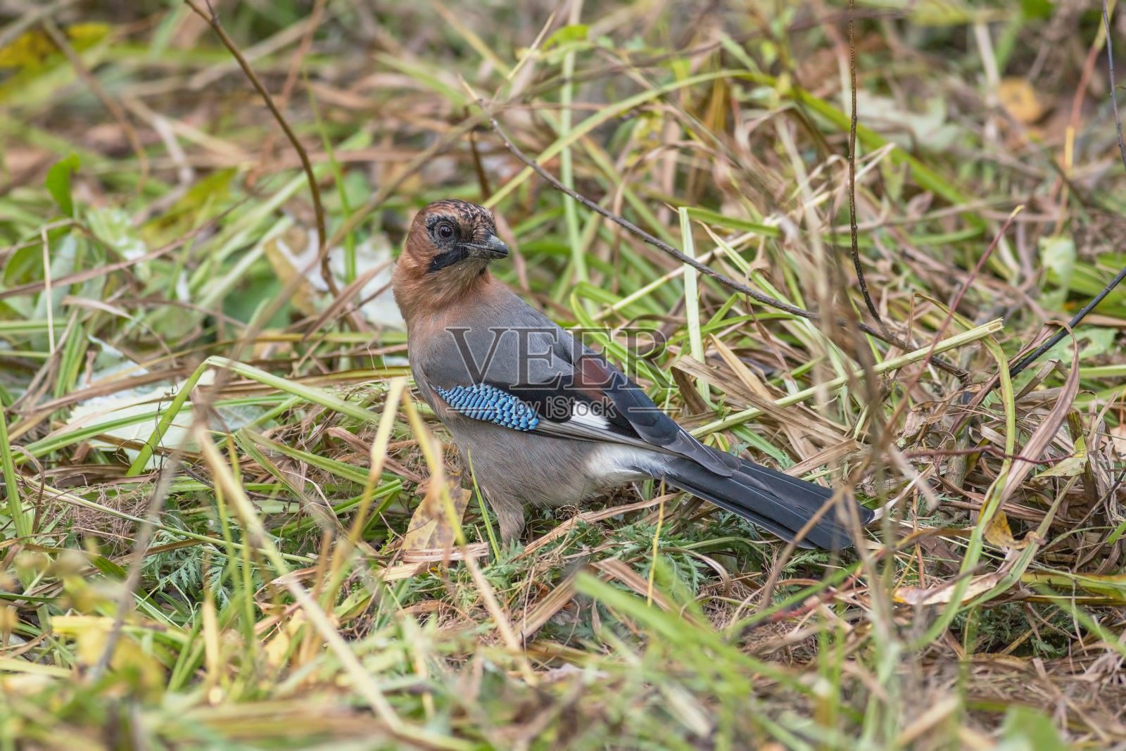 鸟类照片摄影图片