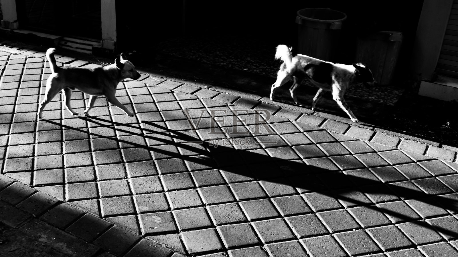 黄金螺旋线照片摄影图片