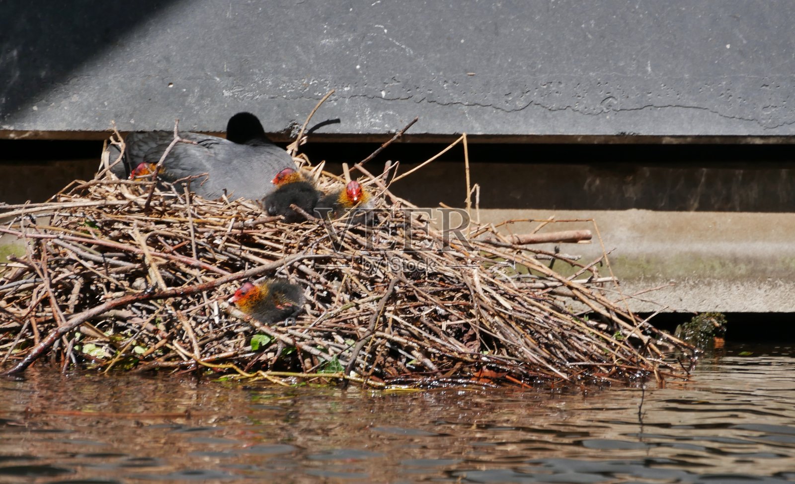 戴兜帽潜水员的巢穴照片摄影图片