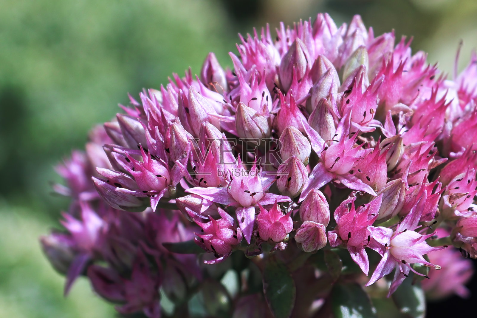 景天上精致花朵的特写背景照片摄影图片