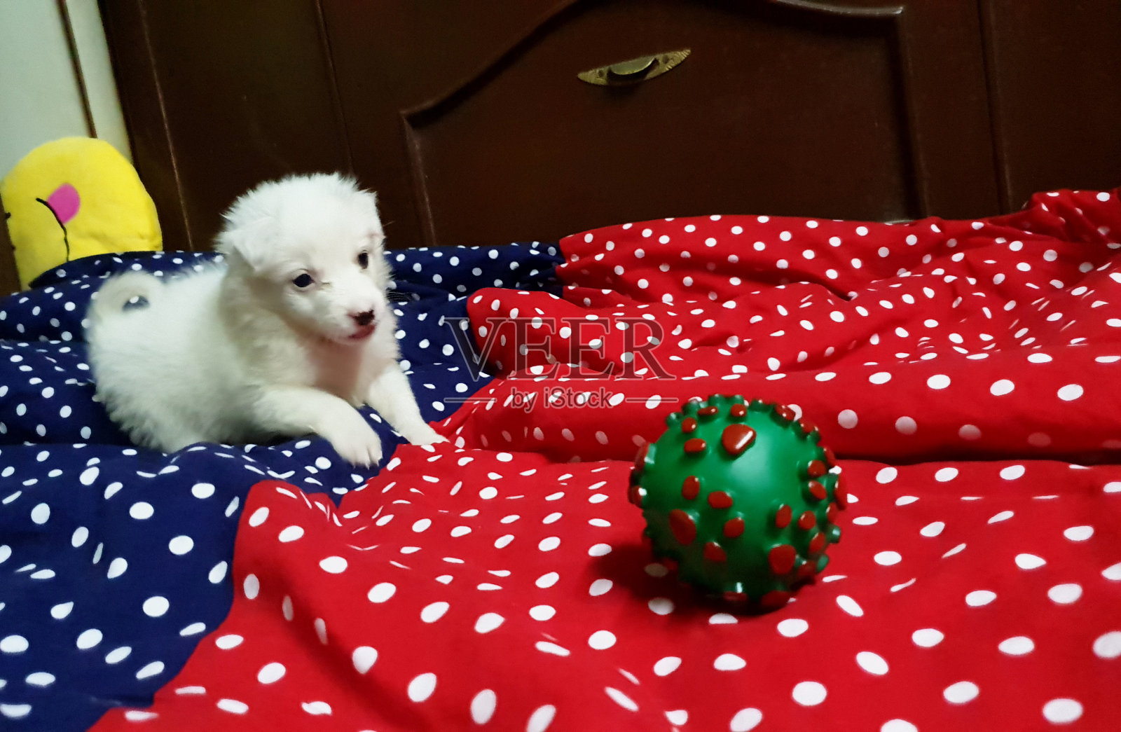 快乐的小狗照片摄影图片