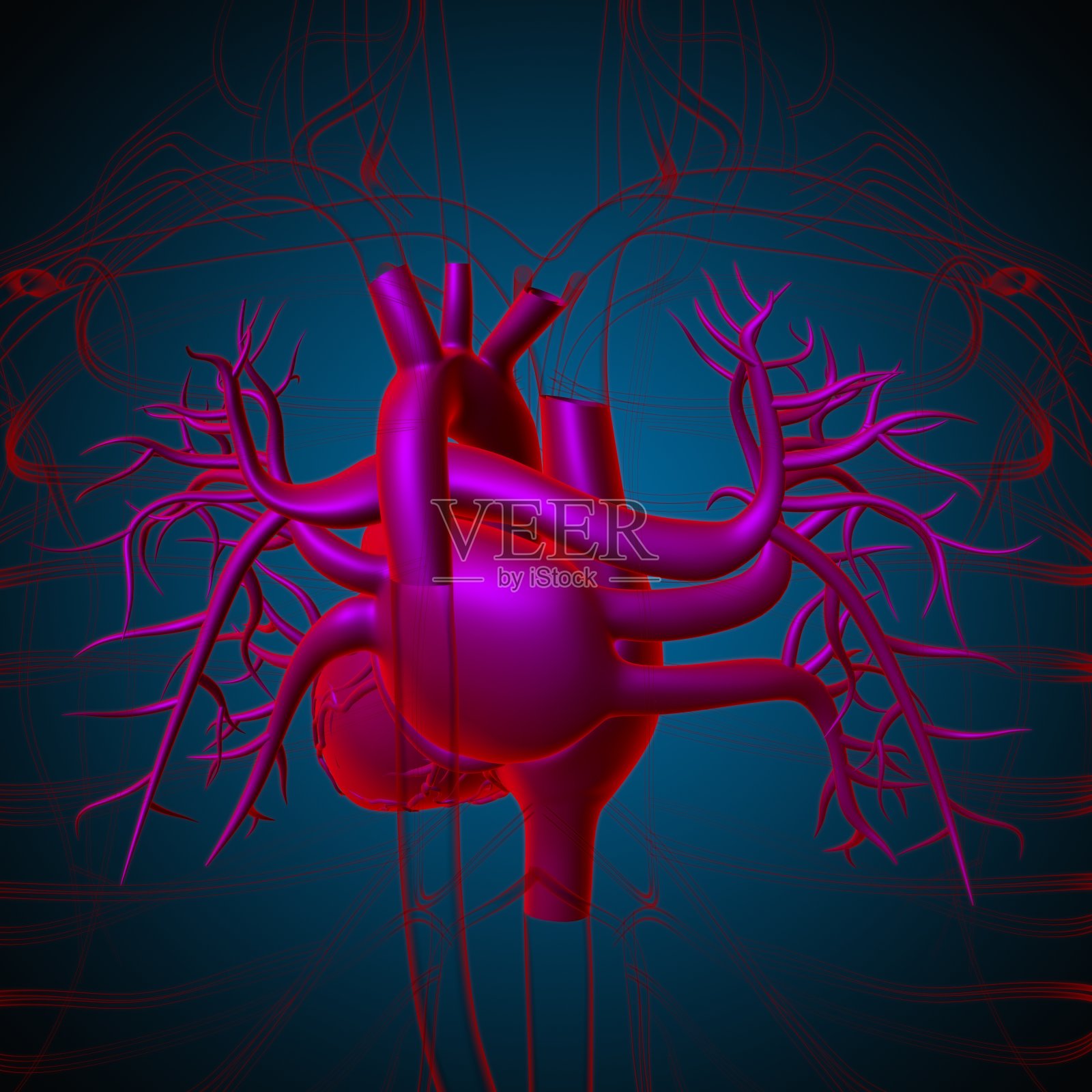 用于医学概念三维绘制的人体心脏解剖照片摄影图片