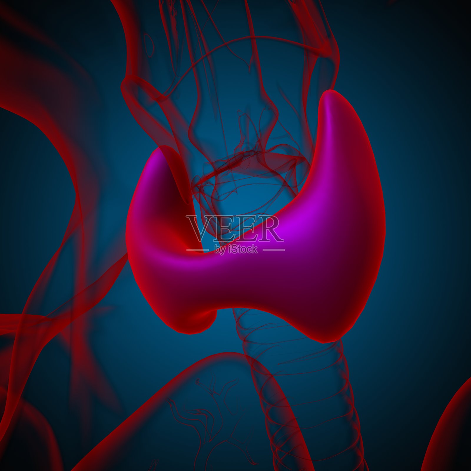 甲状腺解剖学的医疗概念3D照片摄影图片