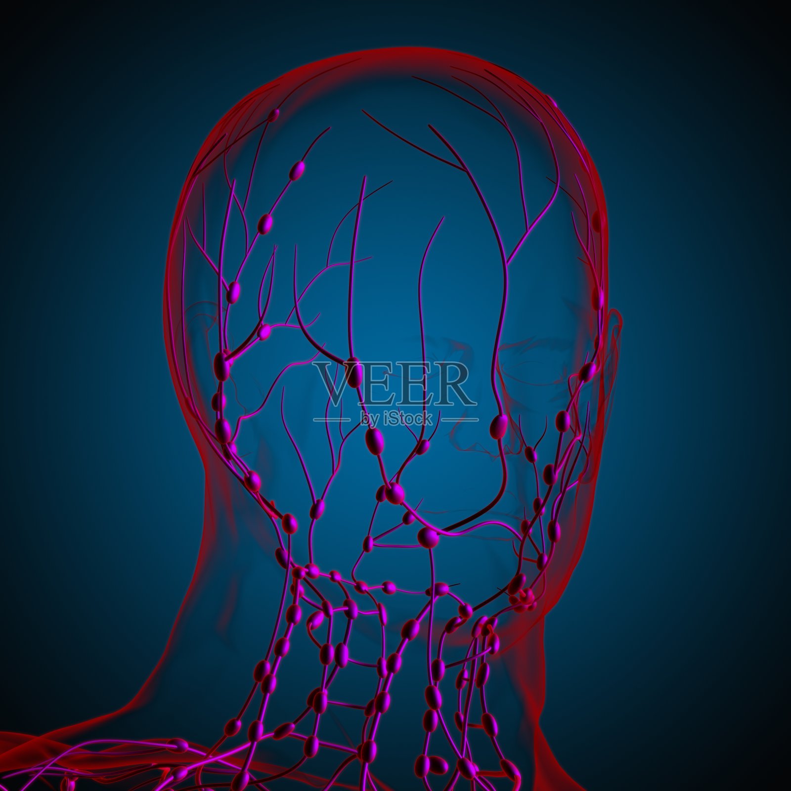 人体淋巴结解剖用于医学概念3D渲染照片摄影图片