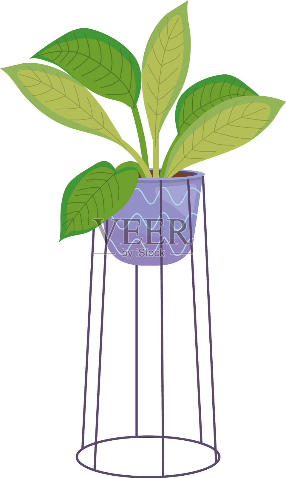 马兰塔植物在一个紫色花盆和现代设计元素图片