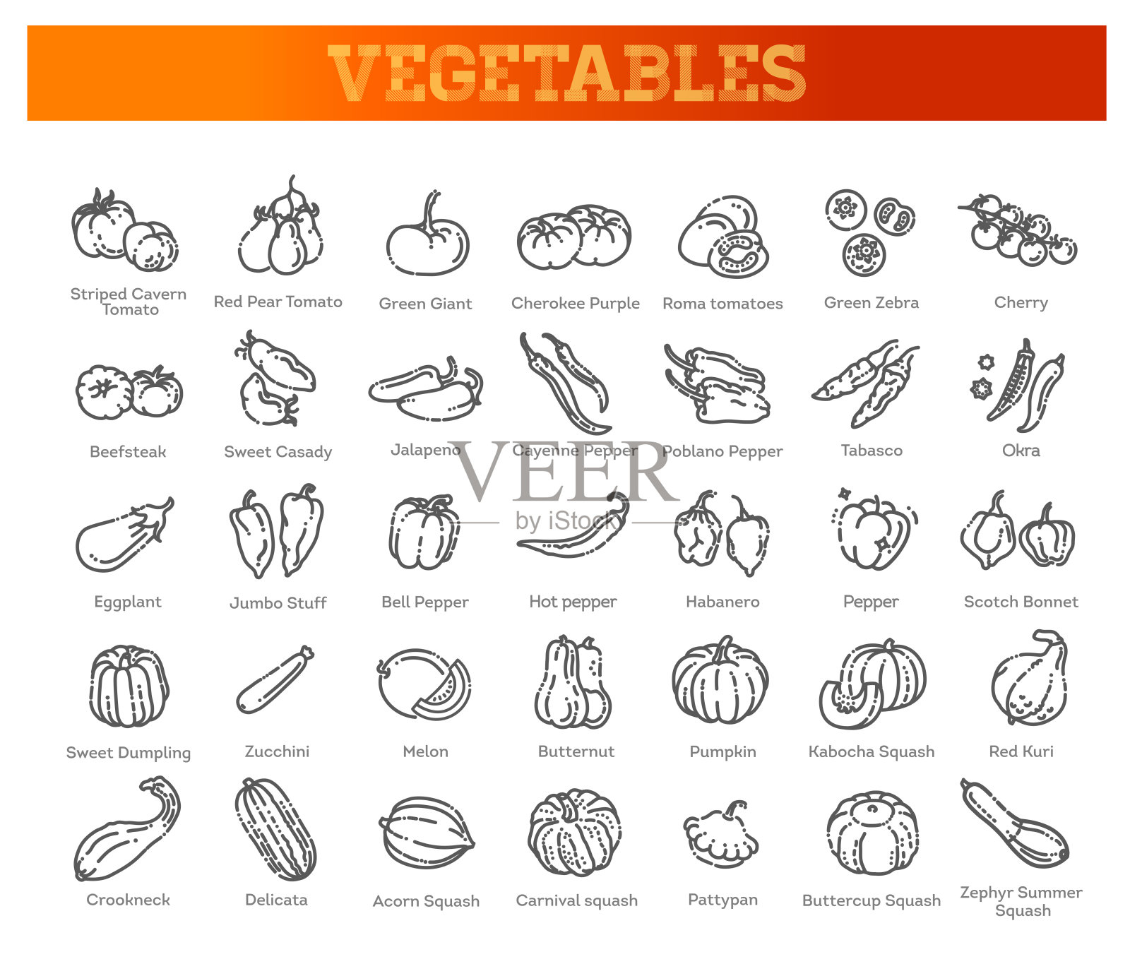 用载体采集各种番茄、辣椒、南瓜等蔬菜插画图片素材