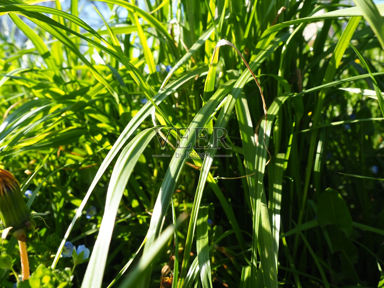 草地的特写与明亮的阳光照片摄影图片