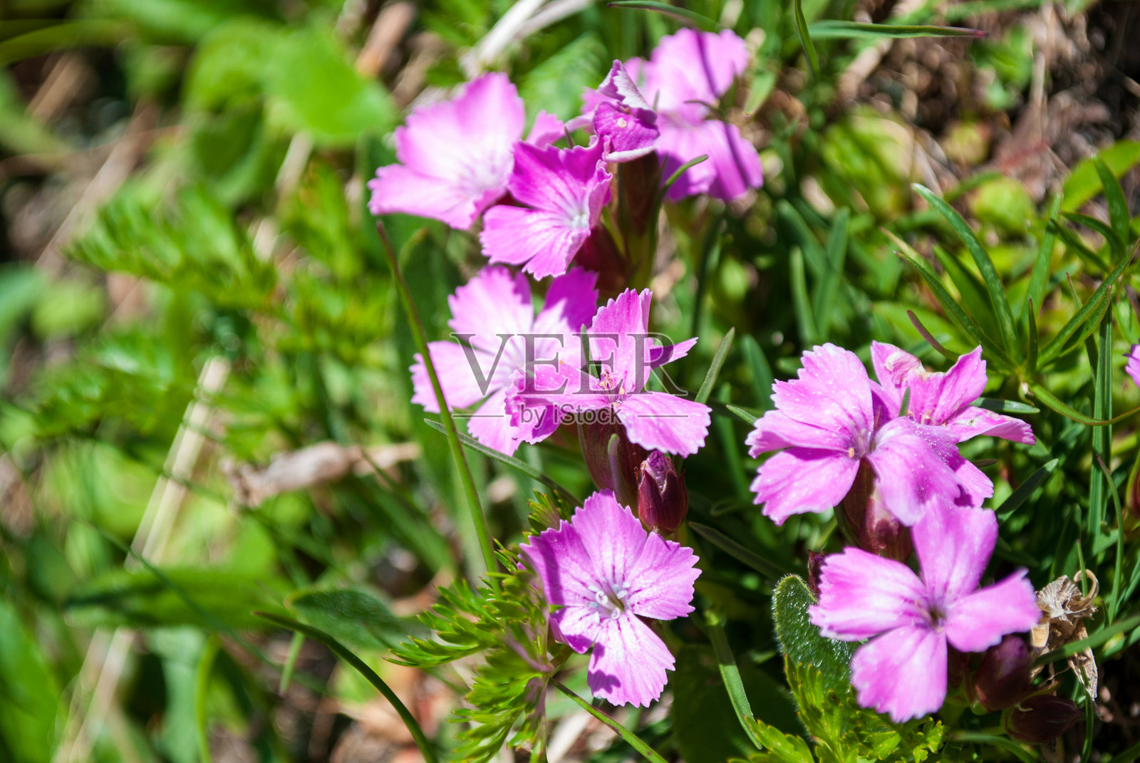 奥地利阿尔卑斯山美丽的花朵照片摄影图片