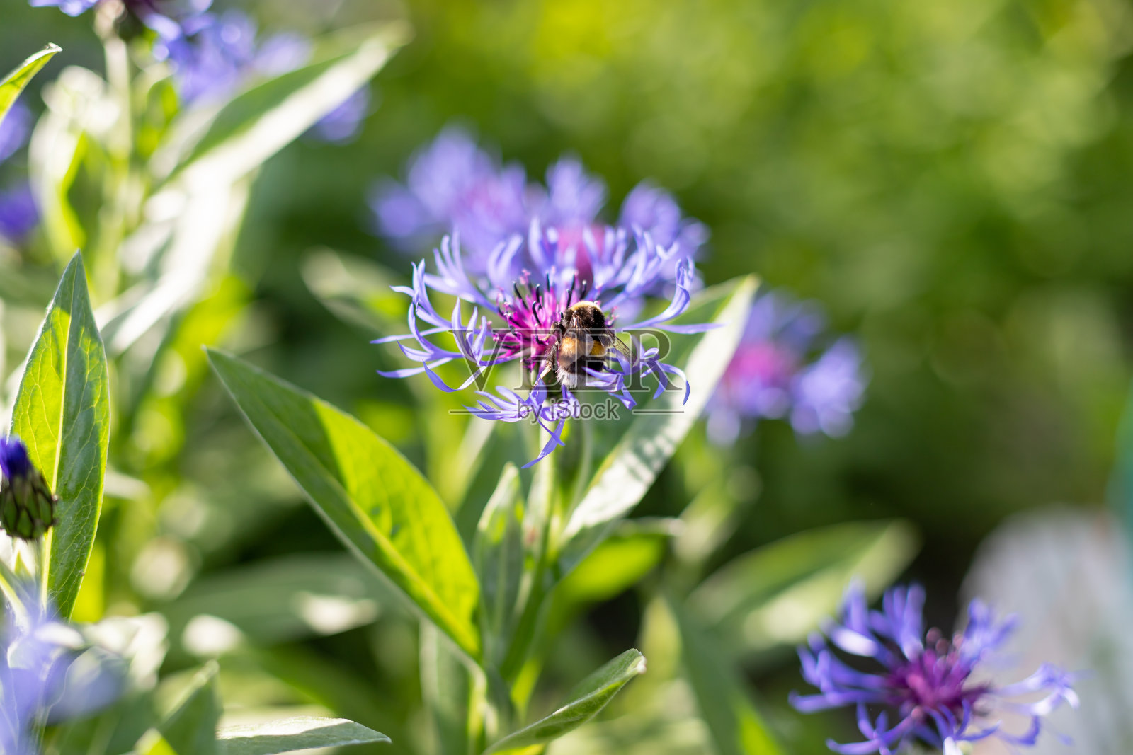一只蜜蜂在蓝色的矢车菊上。蜜蜂在夏天采集矢车菊的花蜜。蜜蜂为紫蓝色矢车菊授粉照片摄影图片