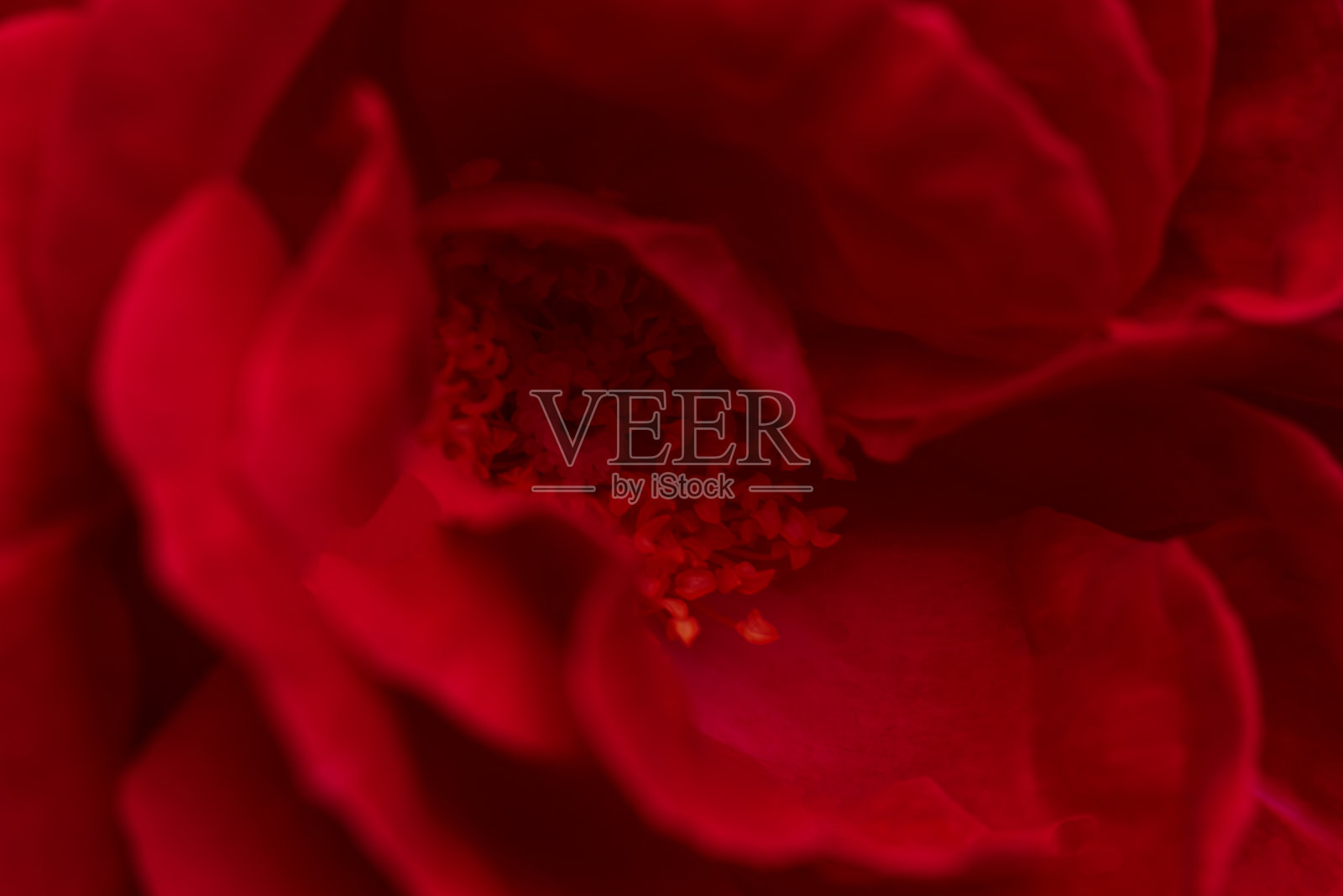 鲜红玫瑰是情人节的礼物。近距离照片摄影图片