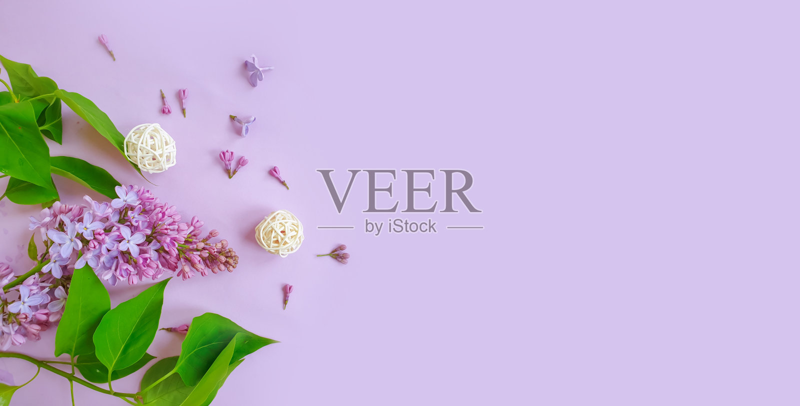 在彩色背景框上的丁香枝照片摄影图片