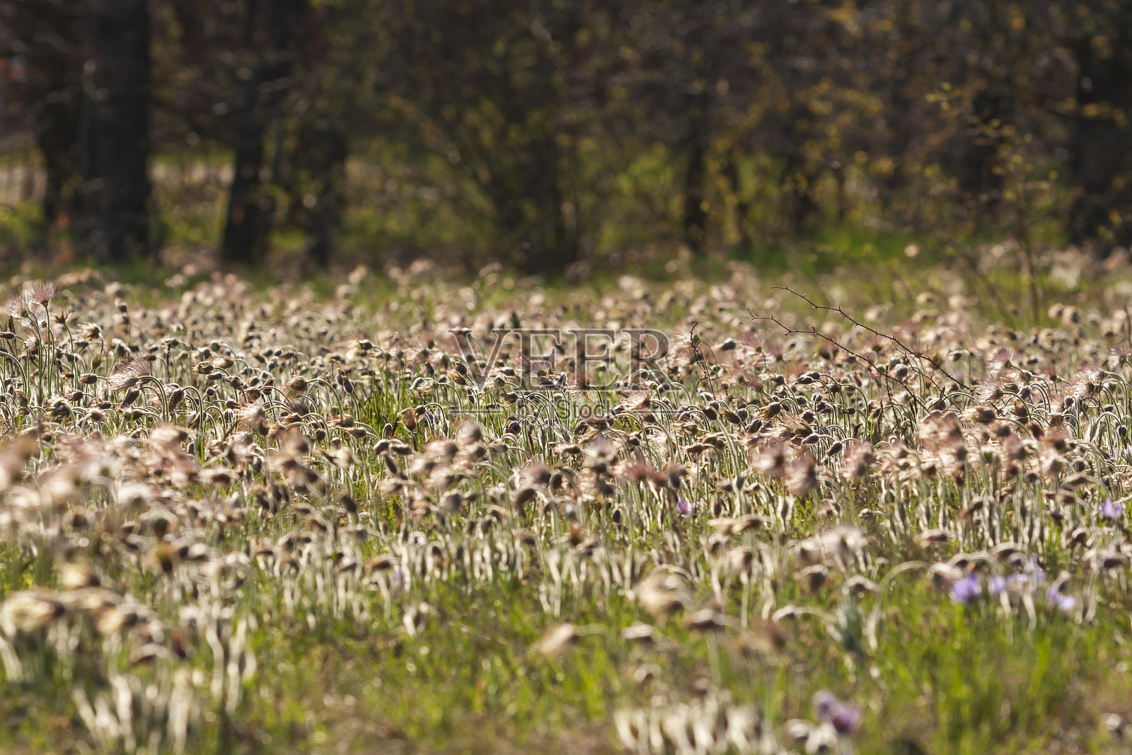 白头翁在春天的田野上开着花。照片白头翁与漂亮的散焦照片摄影图片