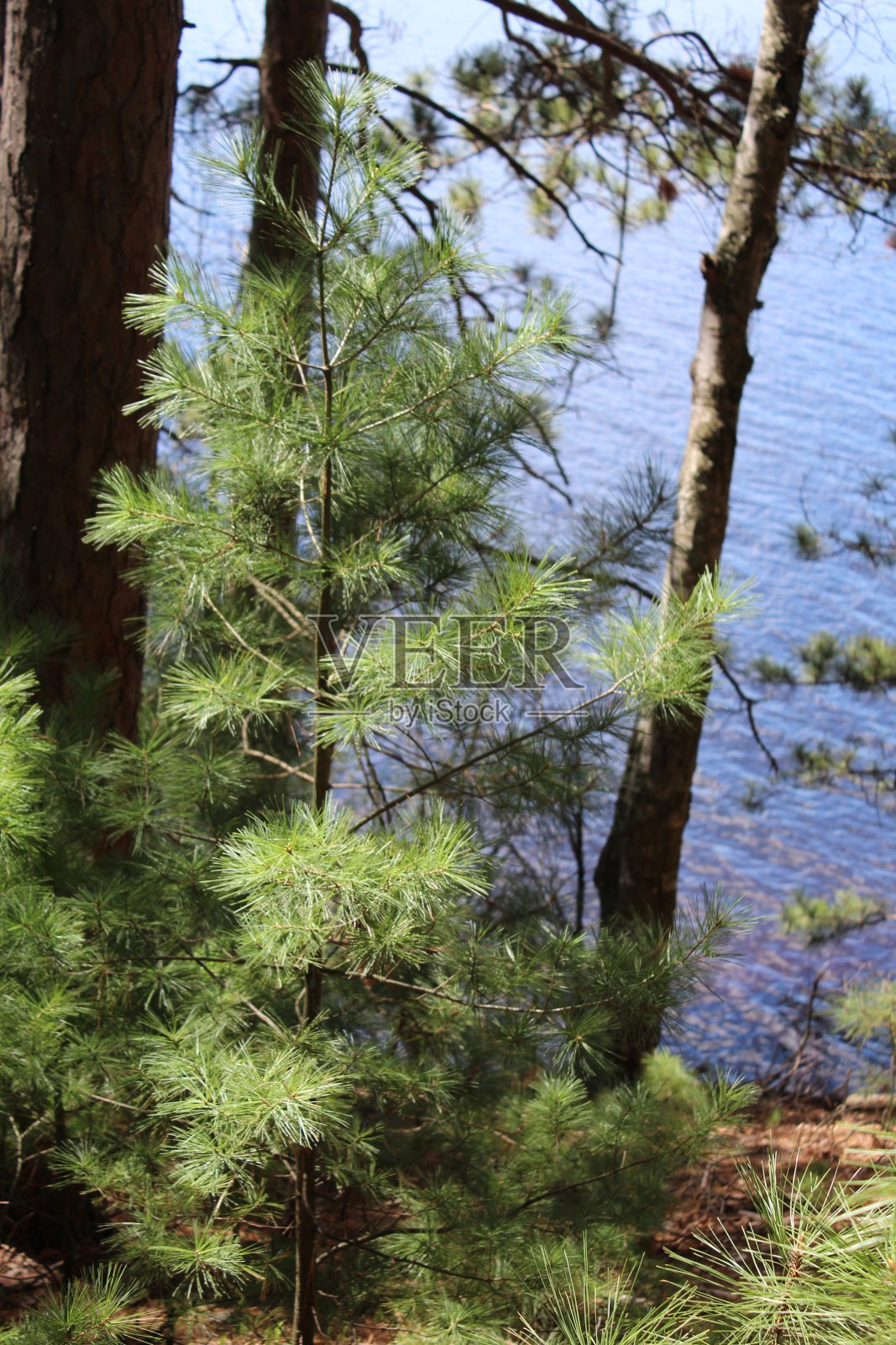 布拉德利公园照片摄影图片