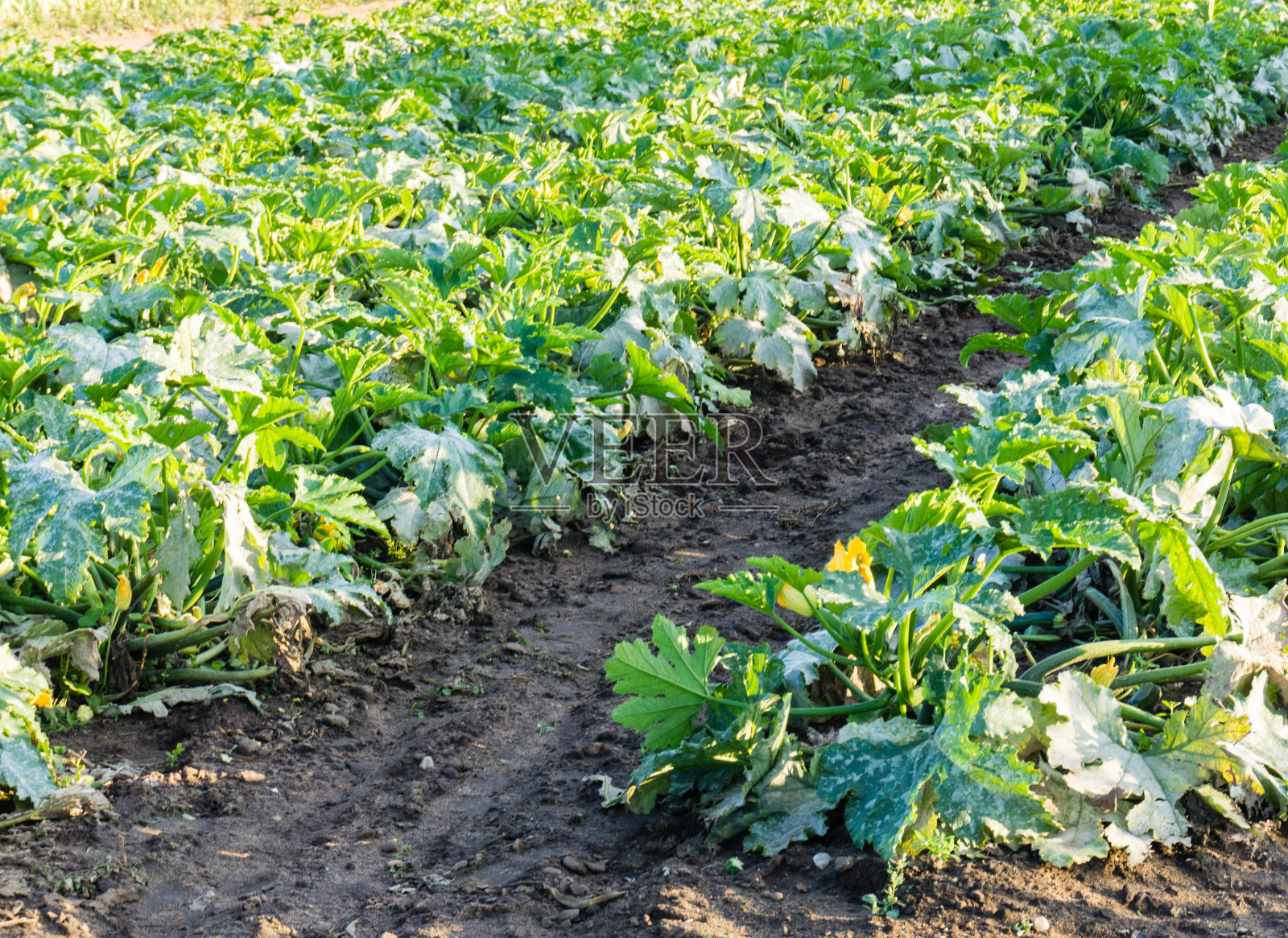 Rhurbarb领域照片摄影图片