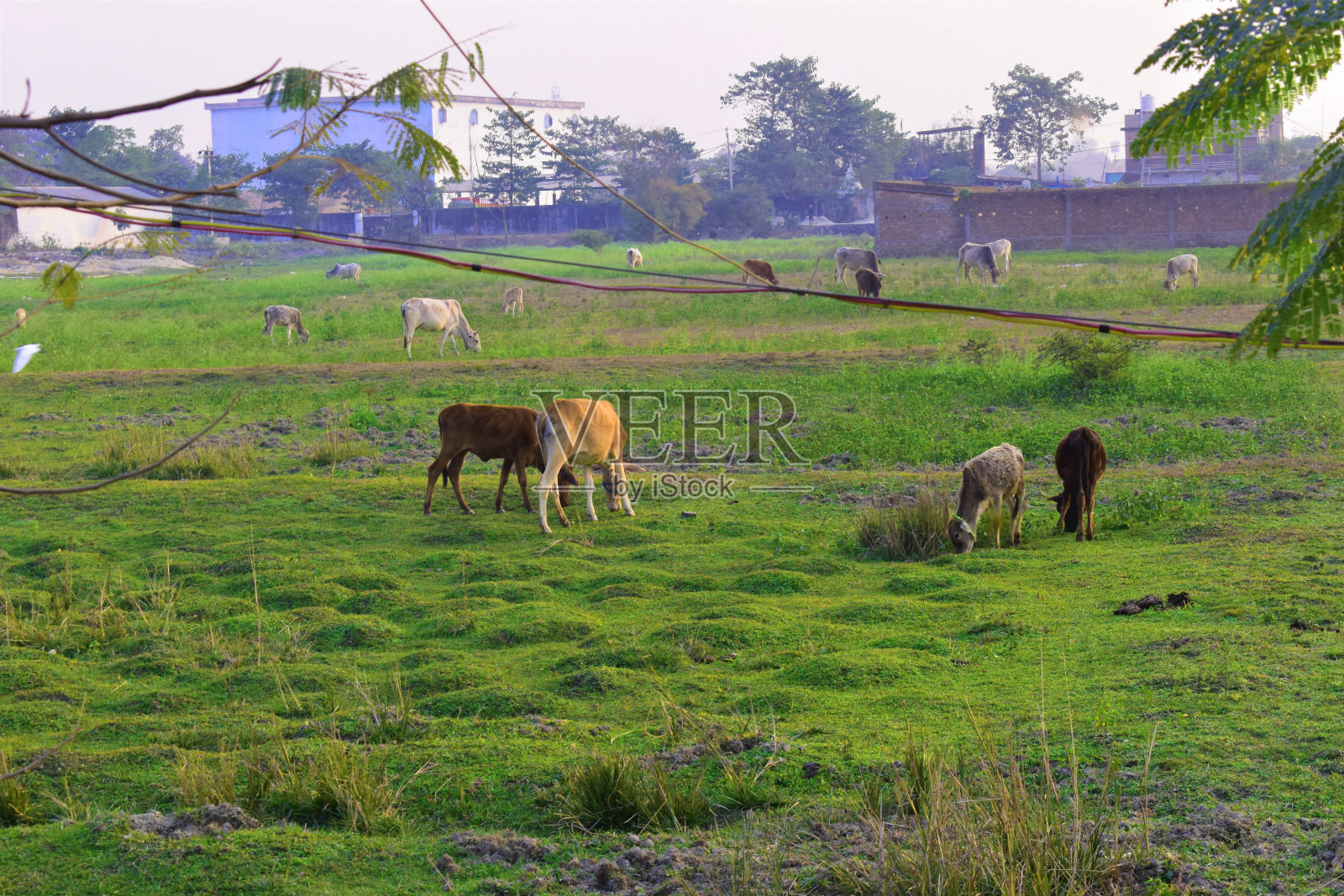 一群奶牛在印度绿色的田野上吃草照片摄影图片