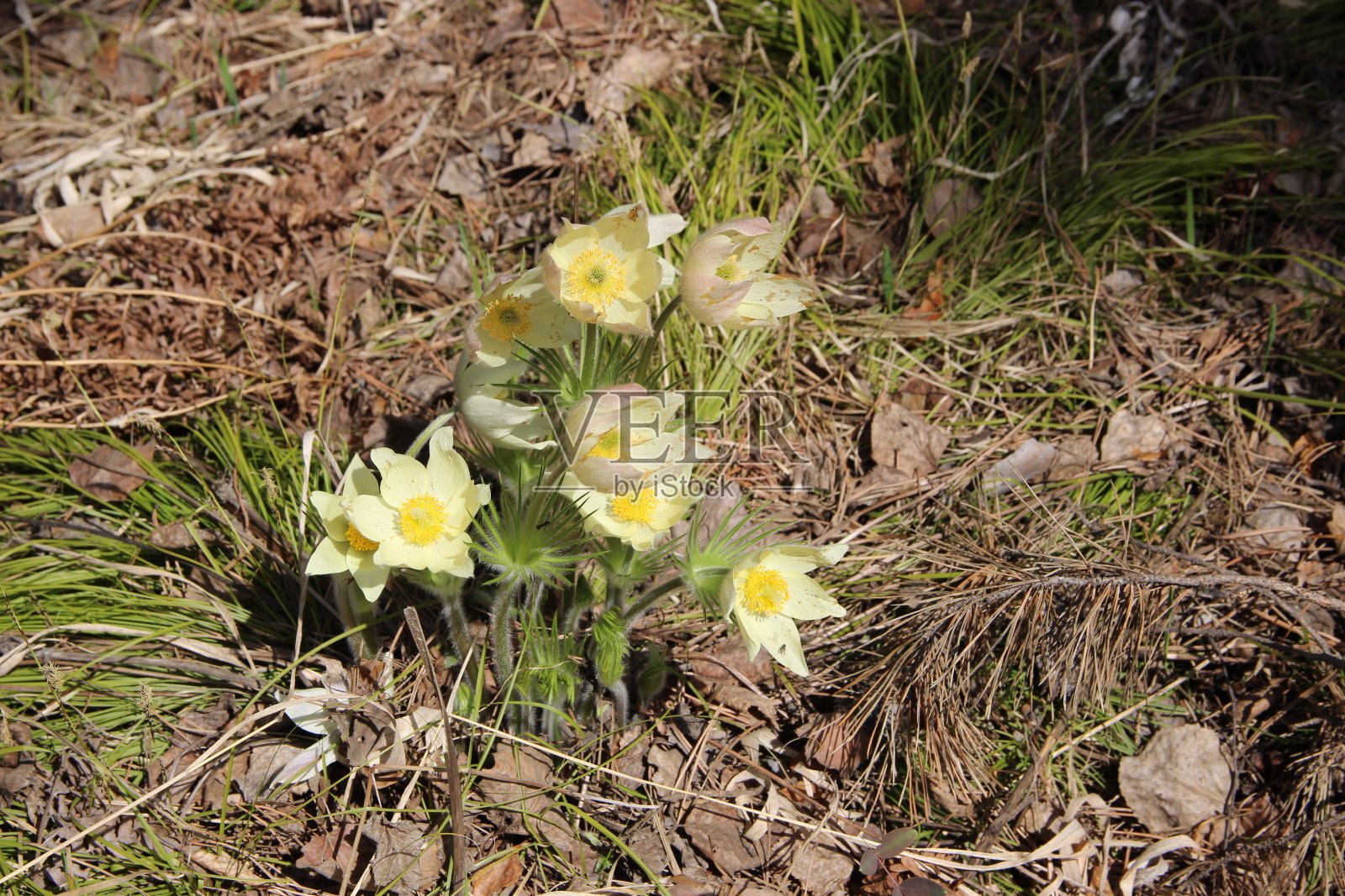 雪花莲是春天的第一朵花照片摄影图片