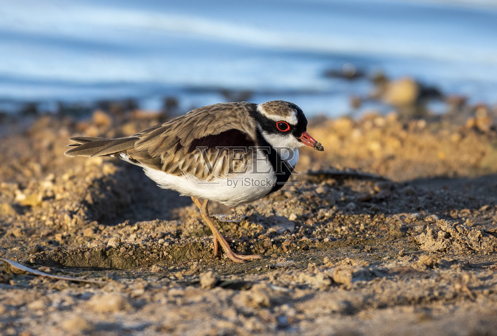 环绕珩科鸟。照片摄影图片