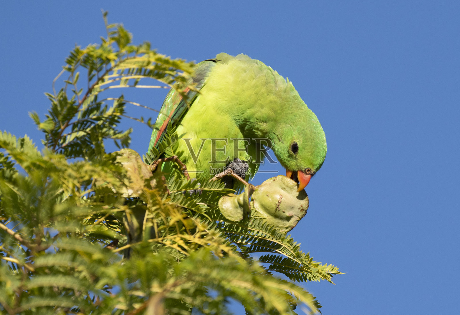 红色翅膀的鹦鹉。照片摄影图片