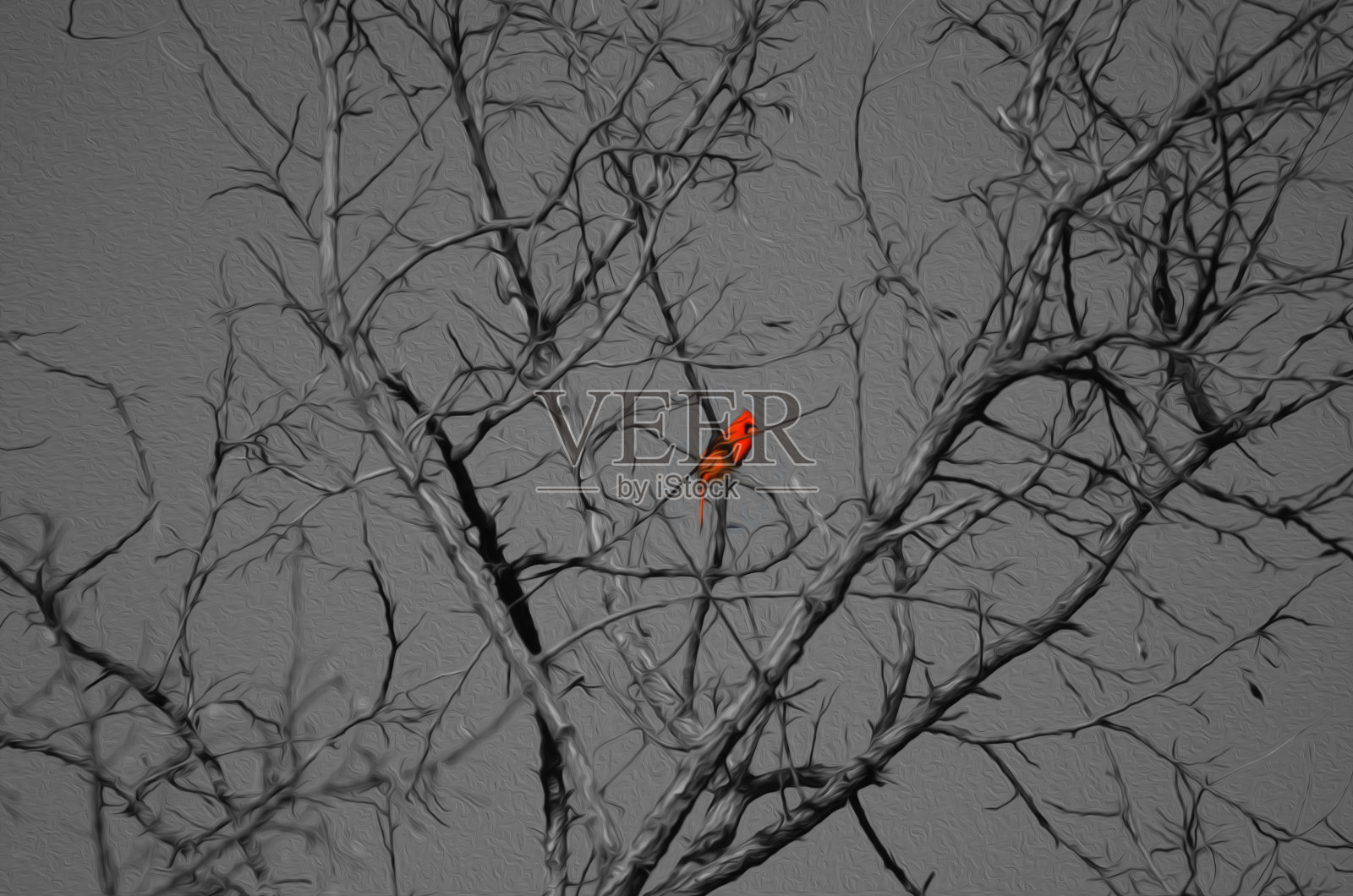 鲜艳的红色红雀在冬天的树在黑色和白色照片摄影图片