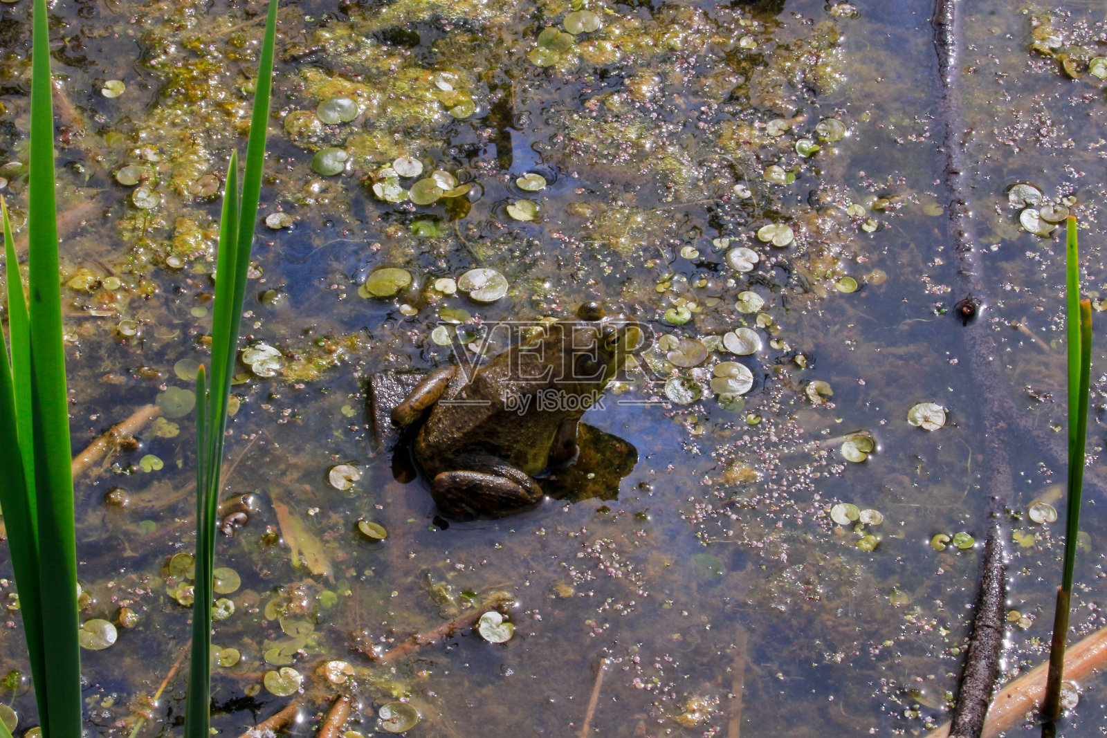 这组照片展示了这只令人印象深刻的两栖动物在晒太阳照片摄影图片