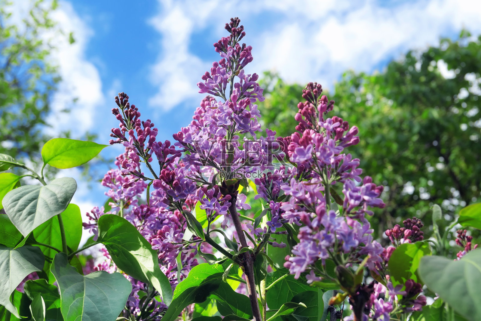 近距离观看充满活力的粉红色丁香花在蓝天的背景照片摄影图片