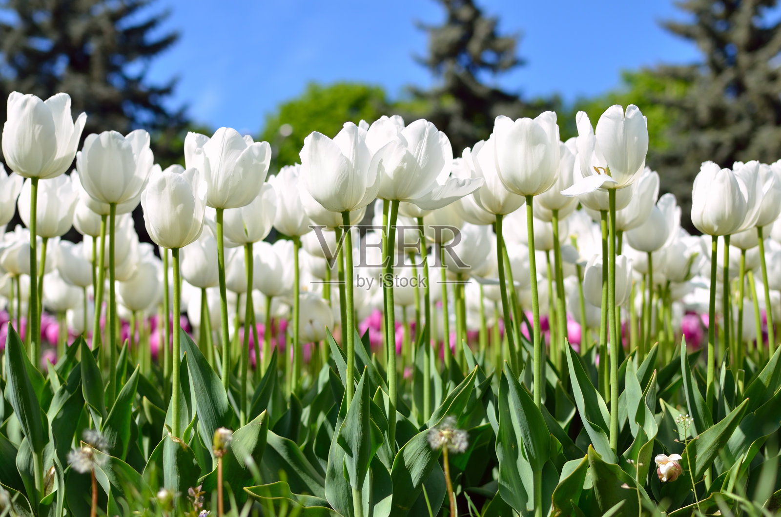 春天，公园里的小郁金香开了花照片摄影图片