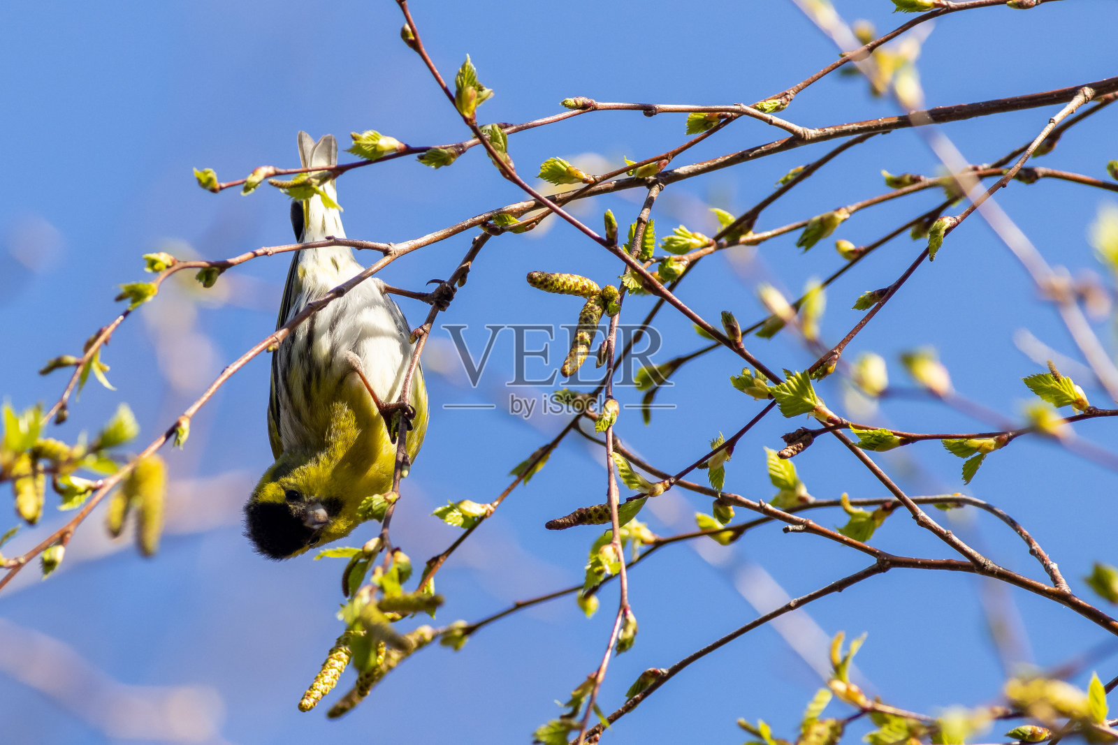 锦葵(Carduelis spinus)照片摄影图片