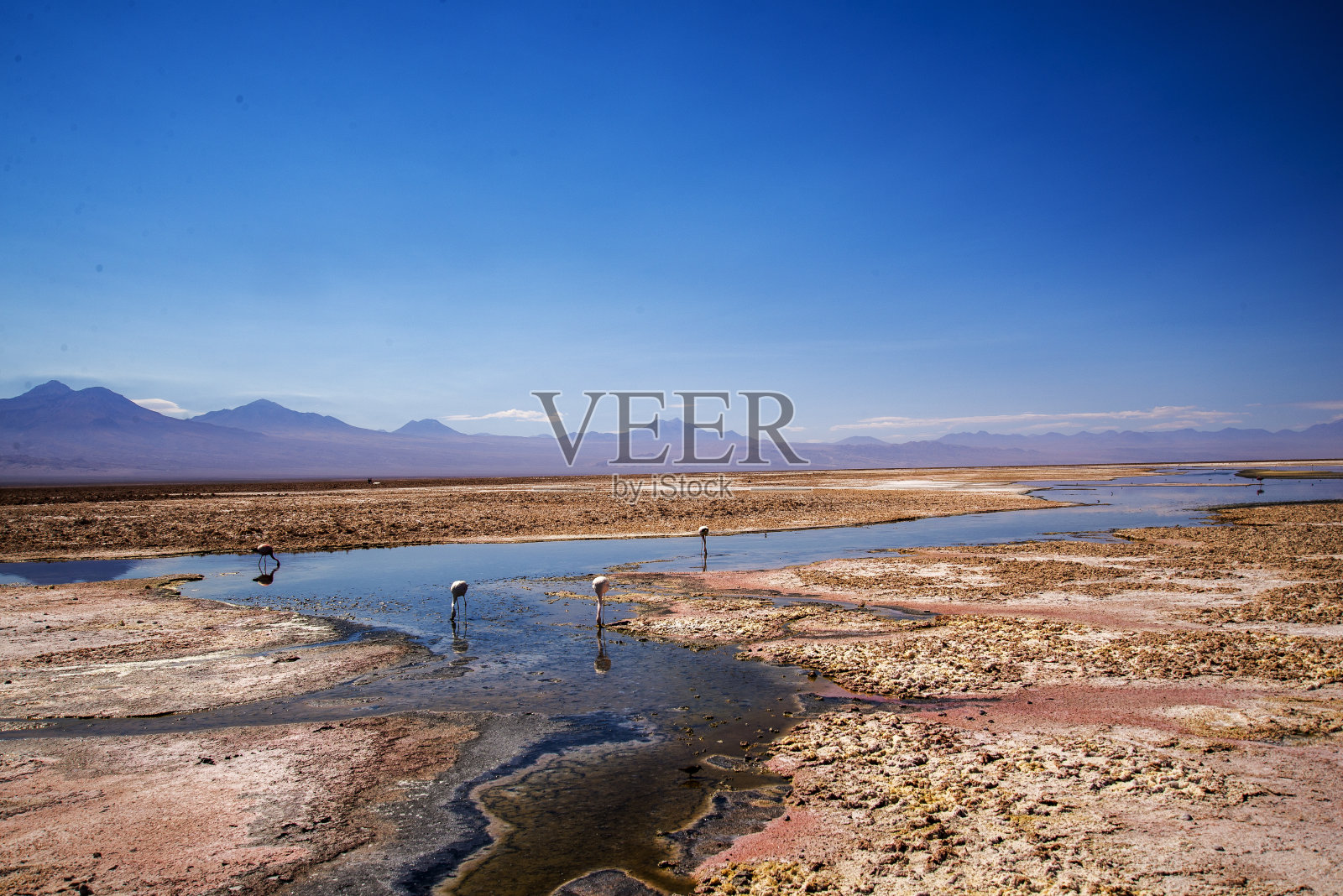智利阿塔卡马沙漠水面上的火烈鸟照片摄影图片