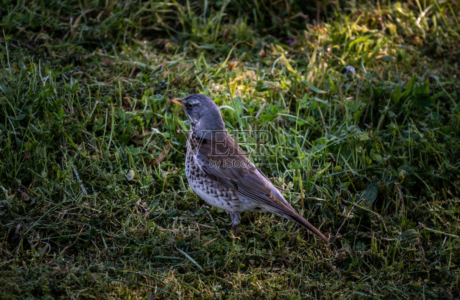 一种在草丛中寻找虫子的画眉科鸟。草皮上的土豆泥照片摄影图片