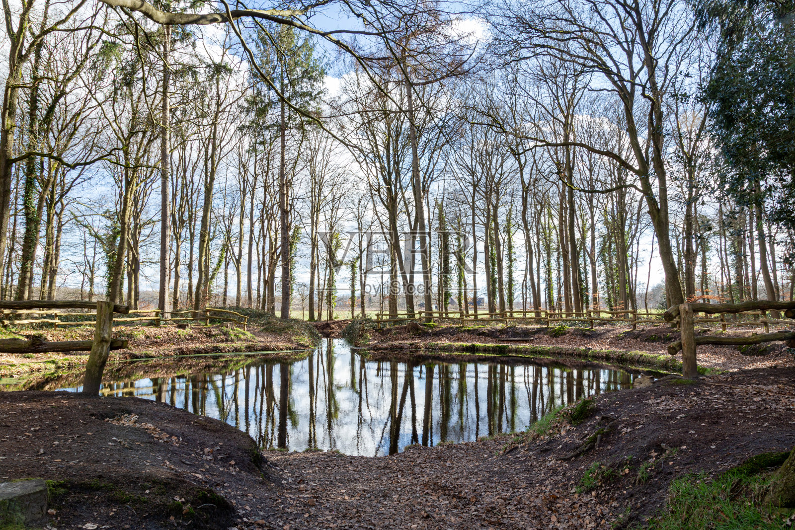 森林中美丽的天然池塘照片摄影图片