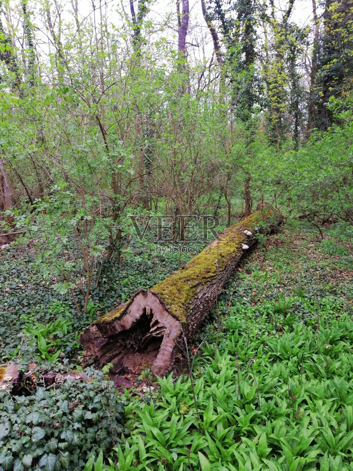 自然在维也纳照片摄影图片