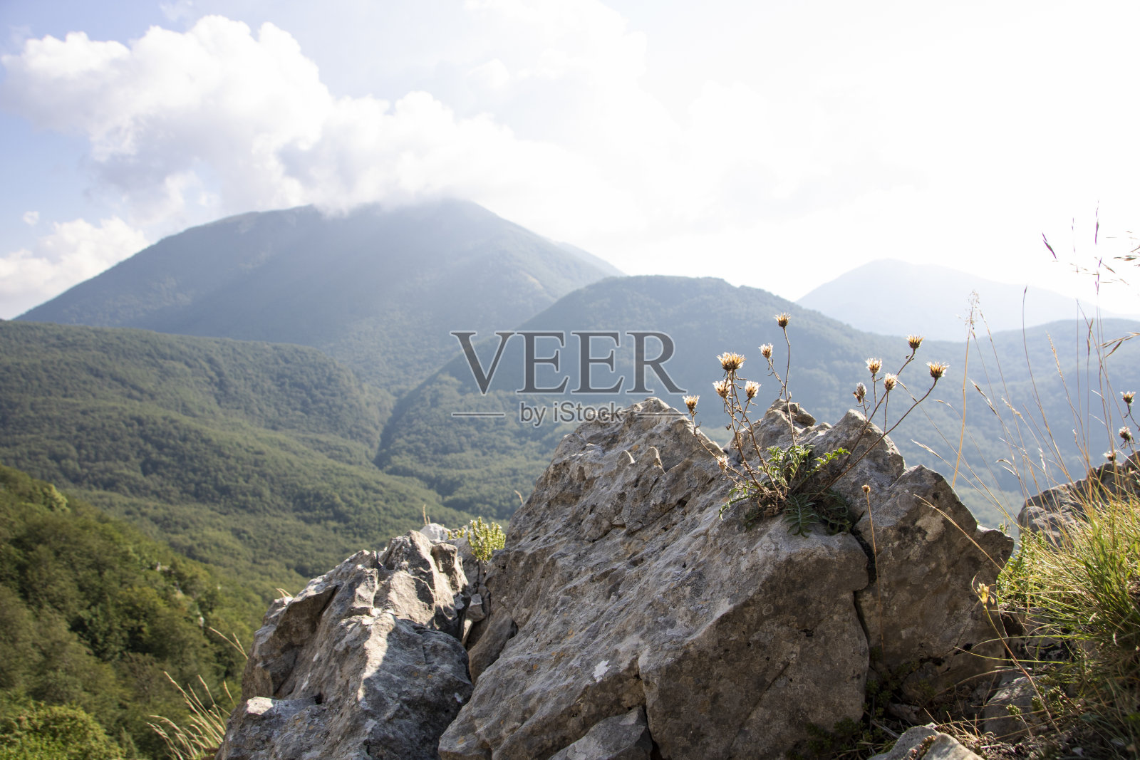 花粉照片摄影图片