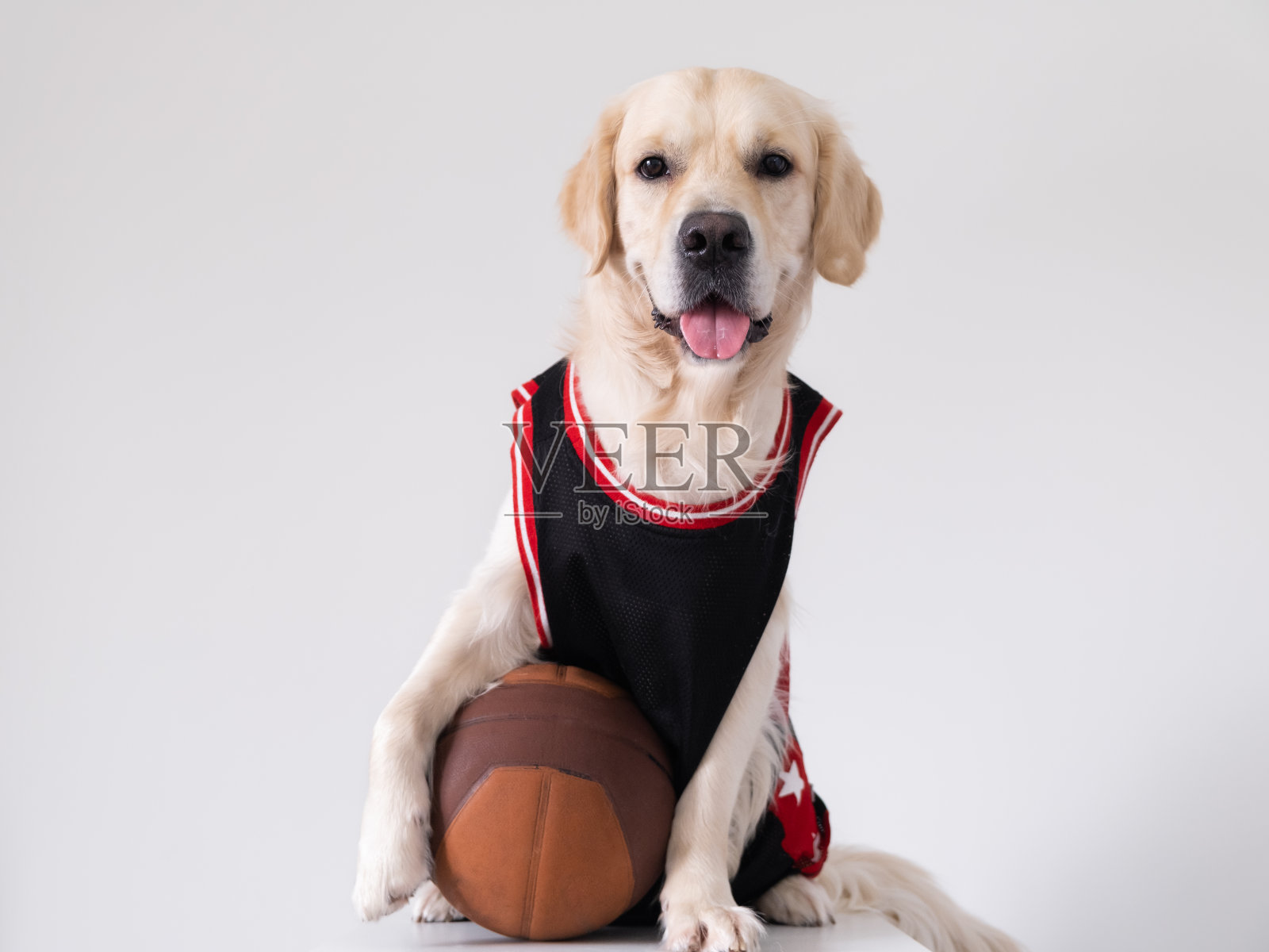 一只穿着篮球服的狗和一个球坐在白色的背景上。金毛猎犬参加一项团队运动。活跃的宠物的概念。照片摄影图片