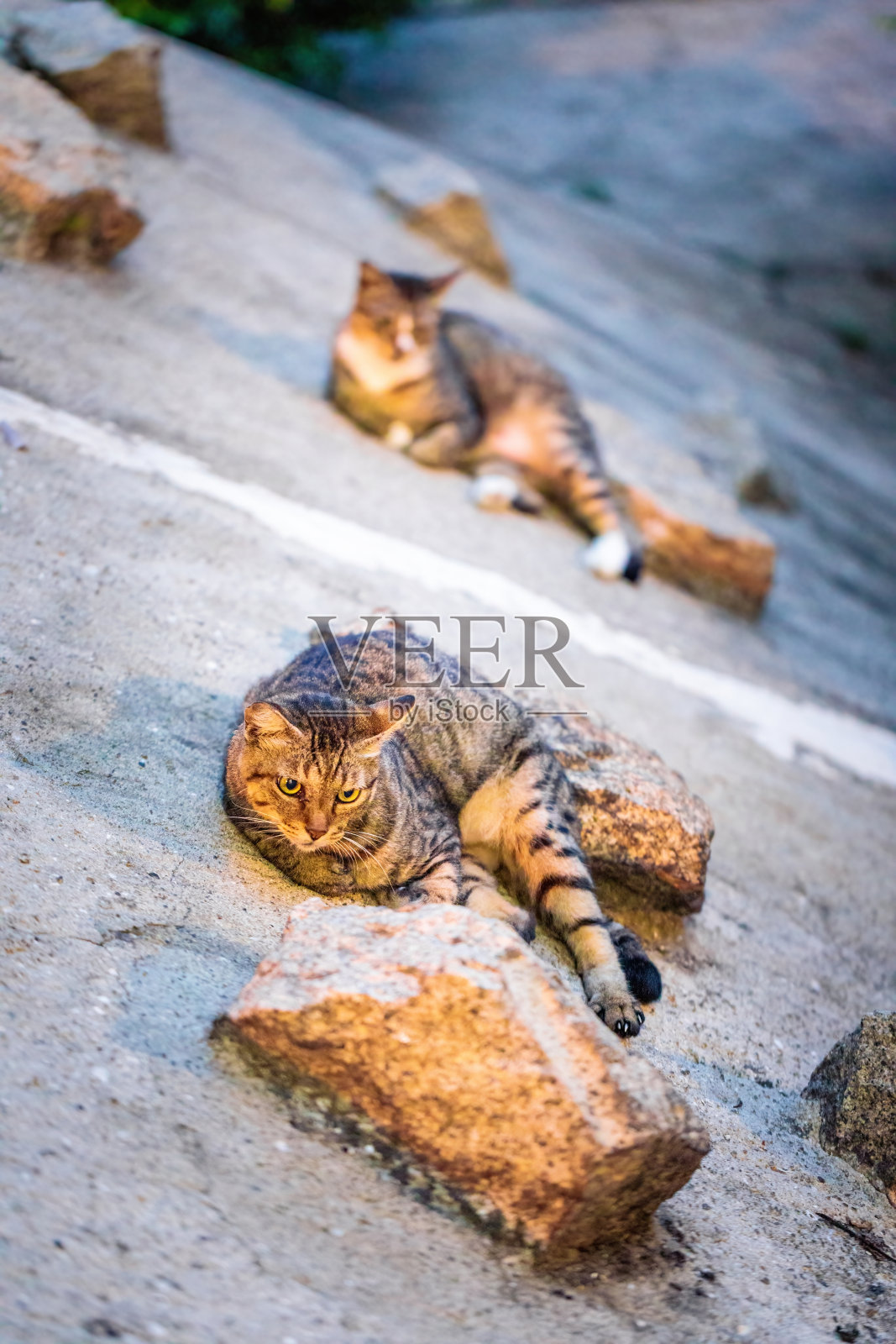 在香港市区，一只流浪猫晚上在花园小径旁休息照片摄影图片