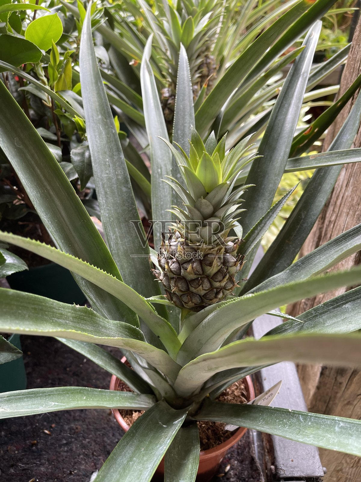 垂直拍摄的菠萝植物与一个不成熟的菠萝生长在它在一个花园照片摄影图片